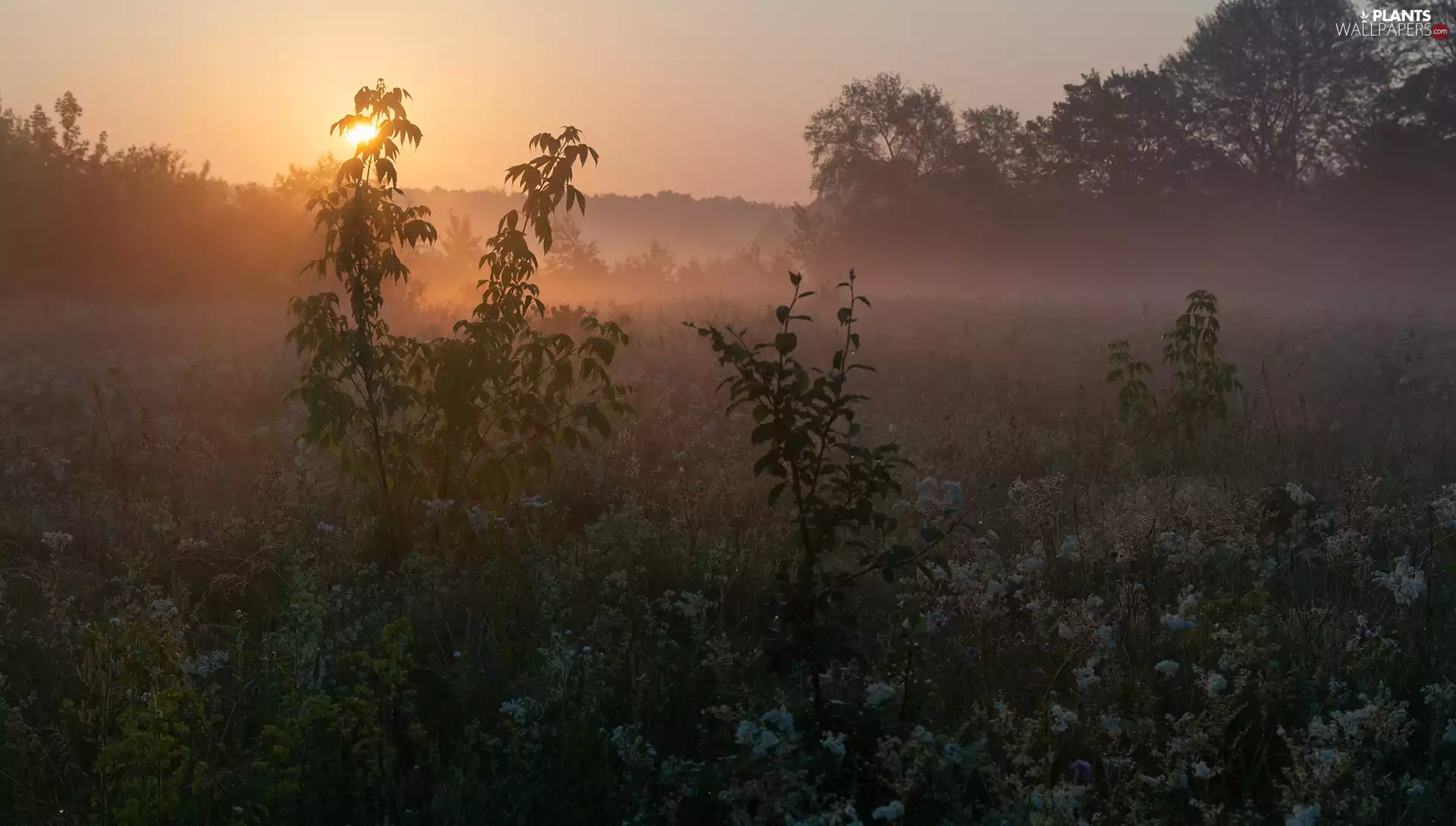 trees, viewes, Flowers, Great Sunsets, Fog