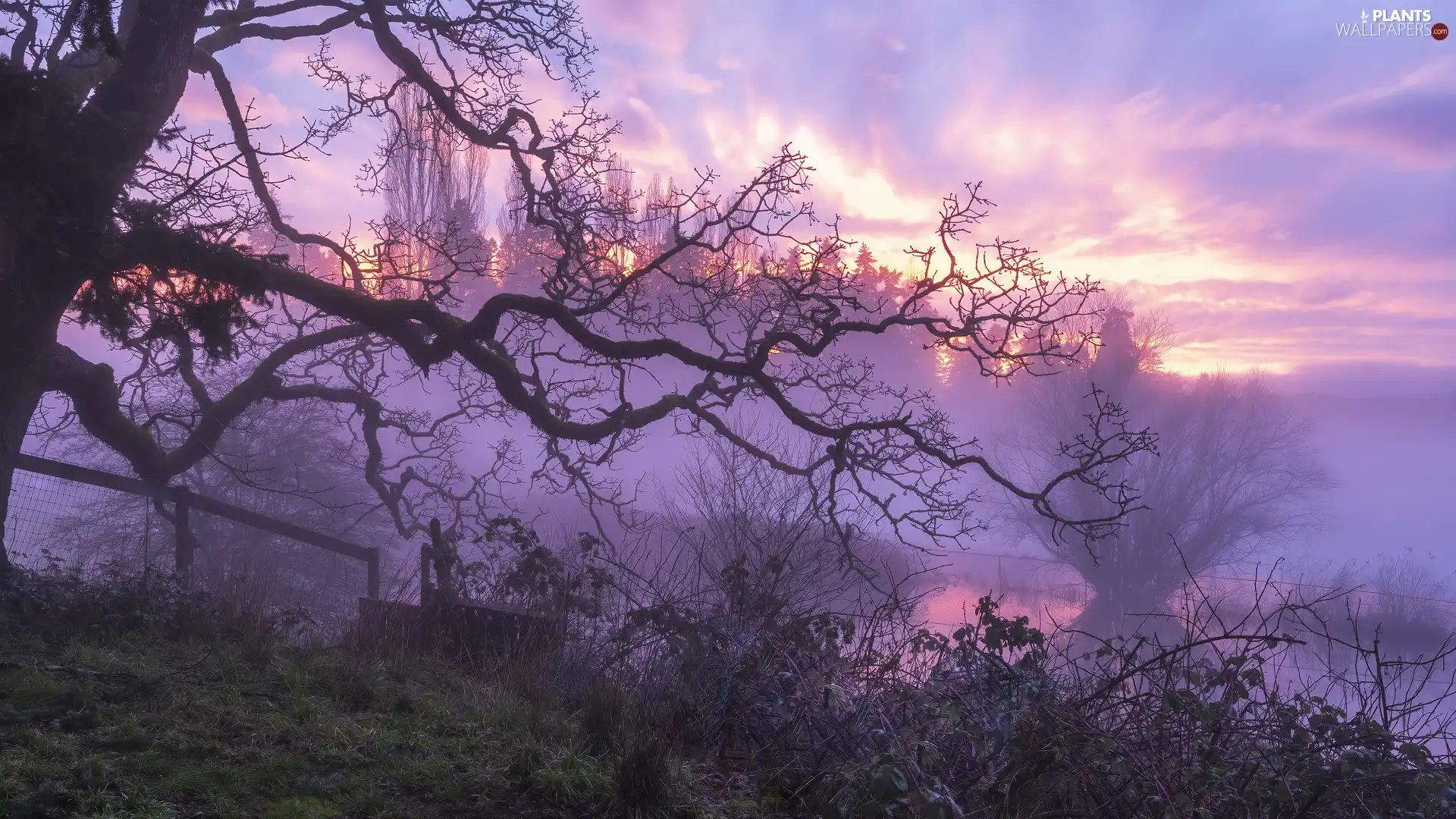 viewes, leafless, Fog, Great Sunsets, Plants, trees