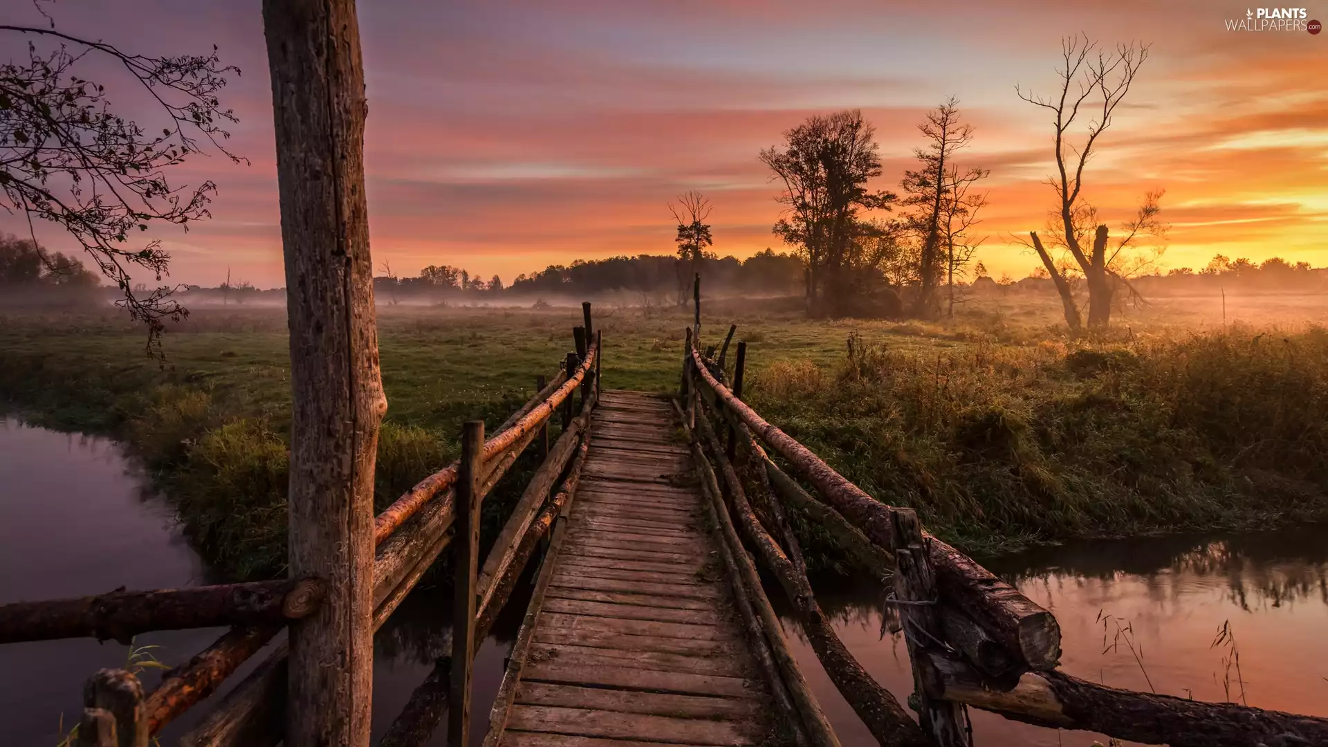 trees, River, Fog, Great Sunsets, viewes, bridges