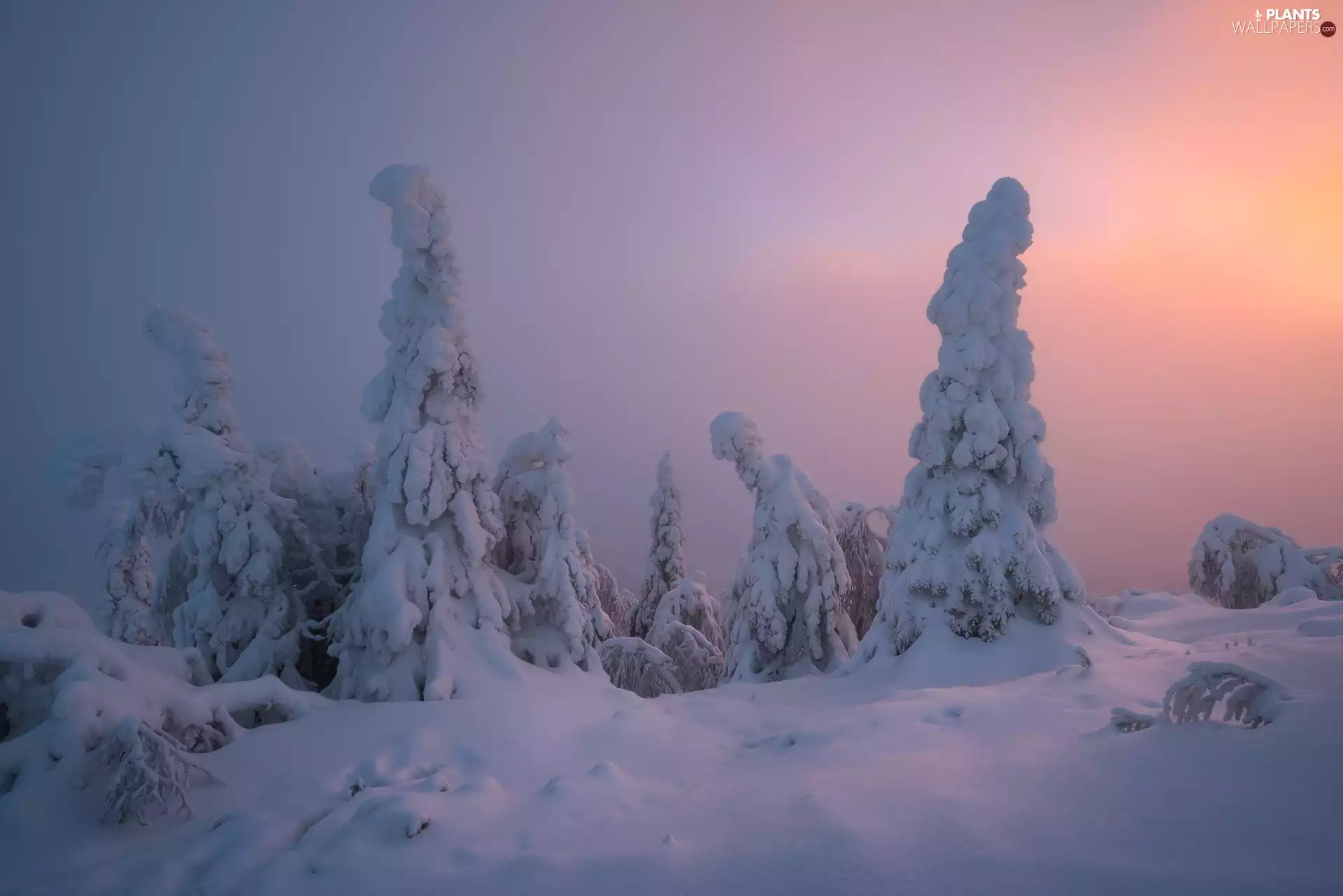 trees, winter, Fog, Great Sunsets, viewes, snowy