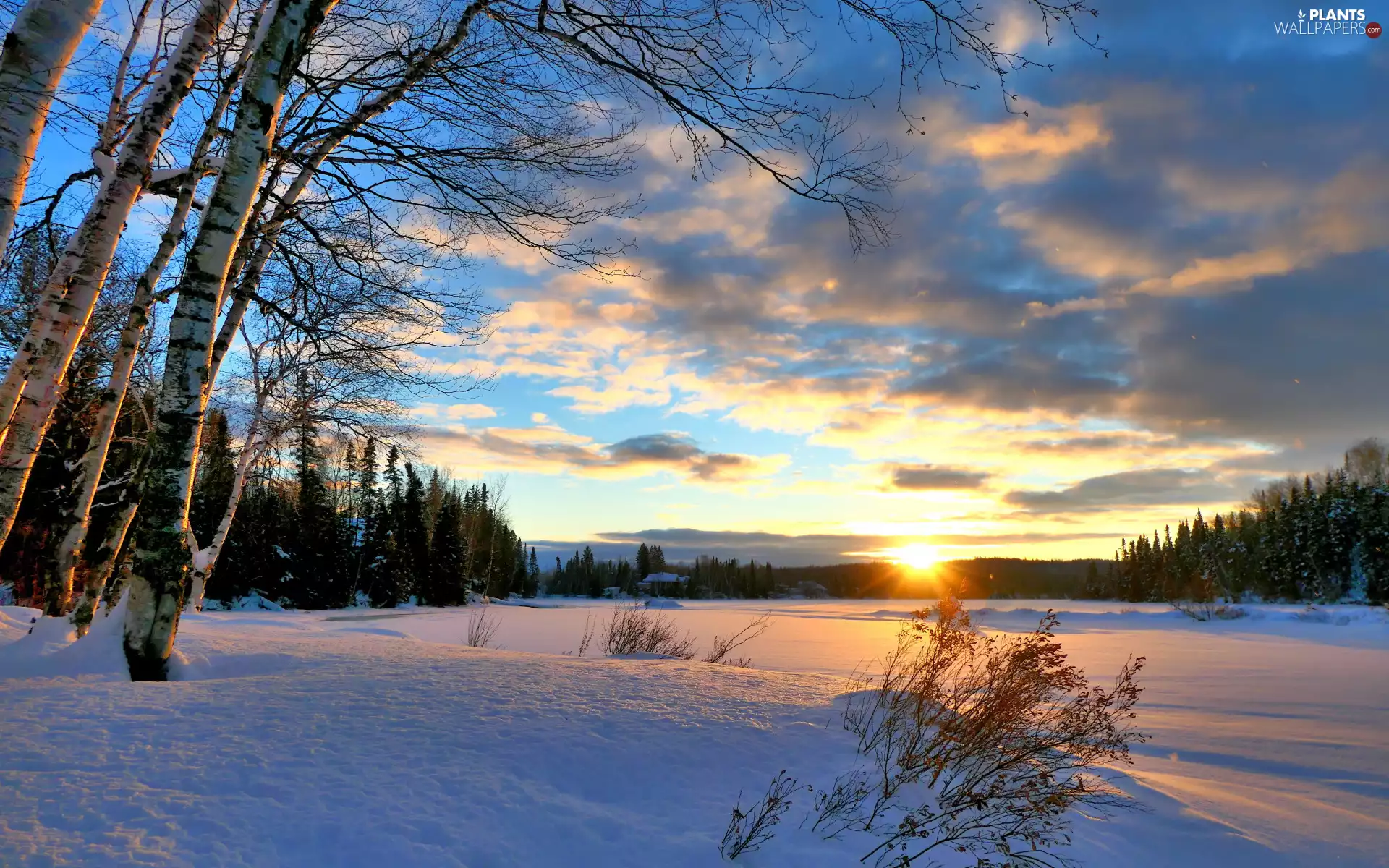 Great Sunsets, clouds, snow, trees, birch, forest, winter, viewes