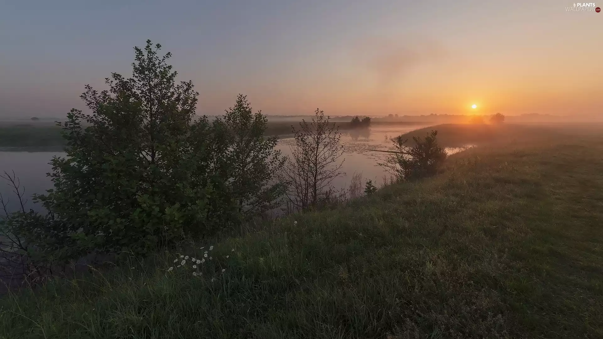 trees, River, grass, Great Sunsets, viewes, Fog