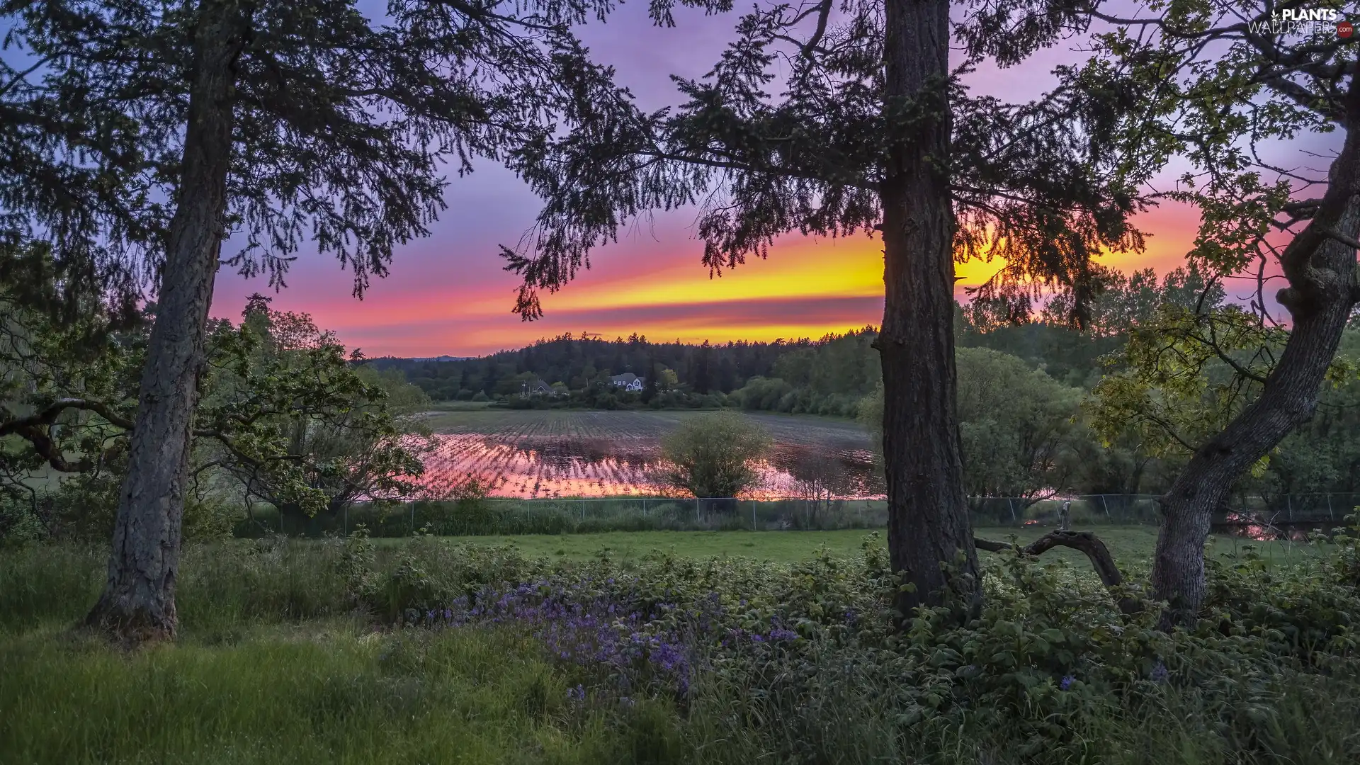 Flooded, trees, house, Great Sunsets, Field, viewes