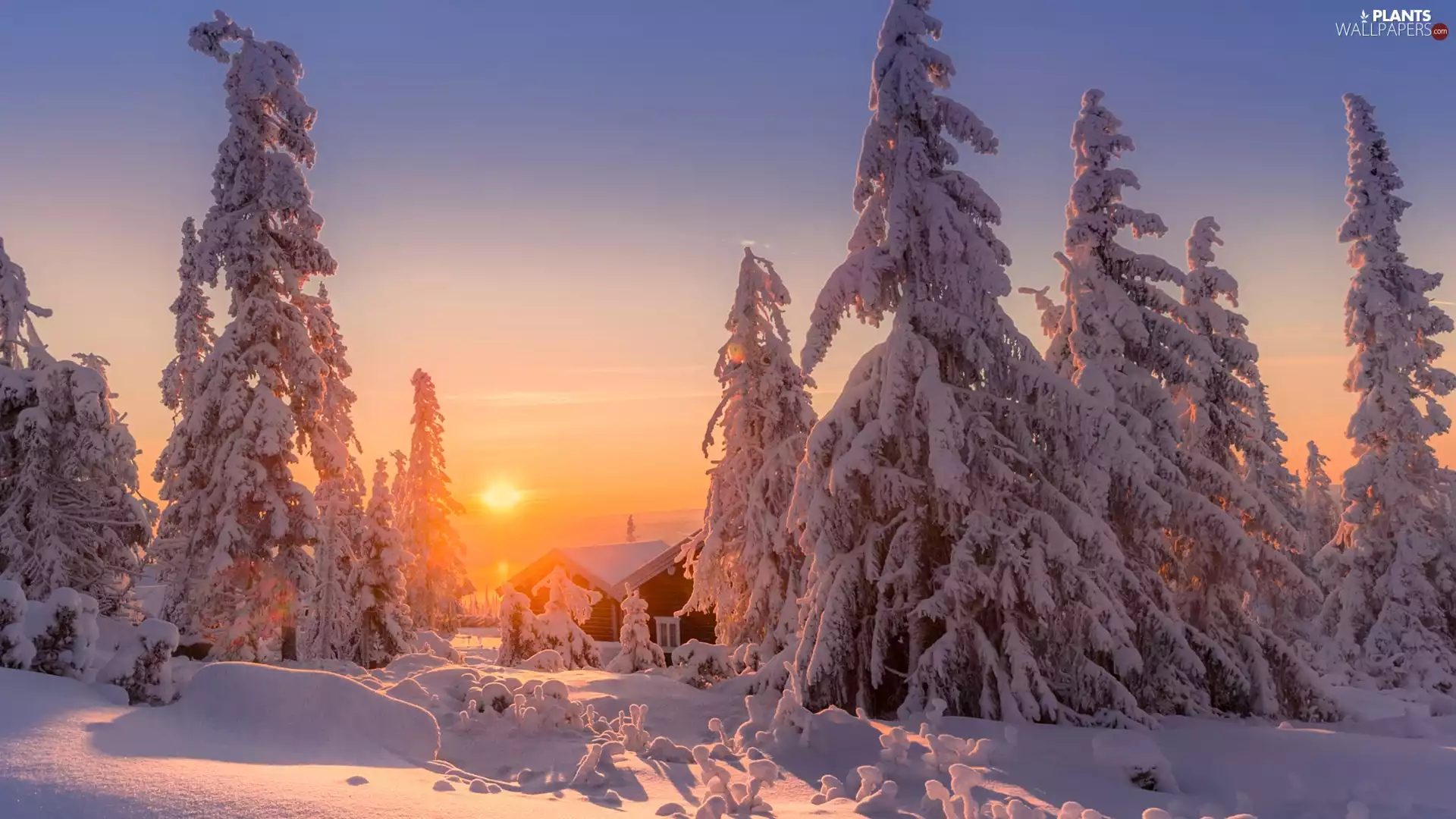trees, winter, Houses, Great Sunsets, viewes, Snowy