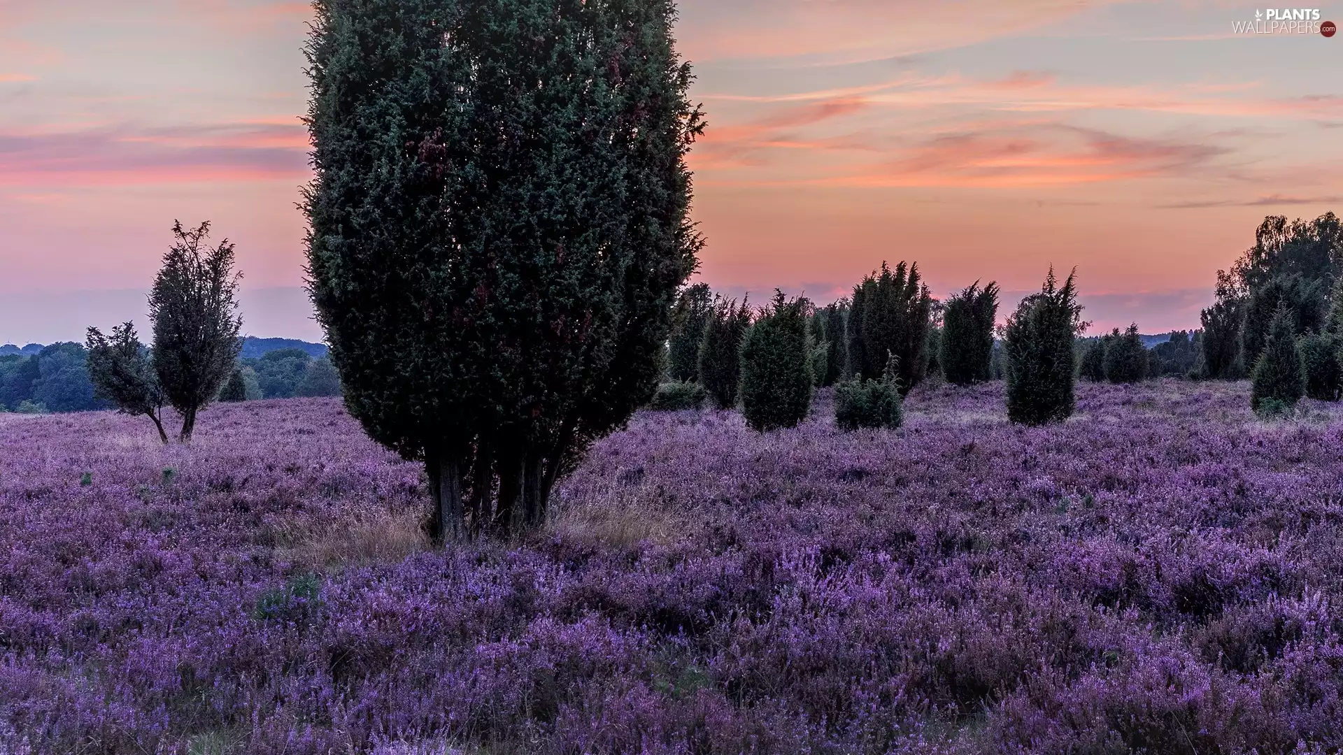 Great Sunsets, trees, Saxony, viewes, heath, Lüneburg Heath, Germany