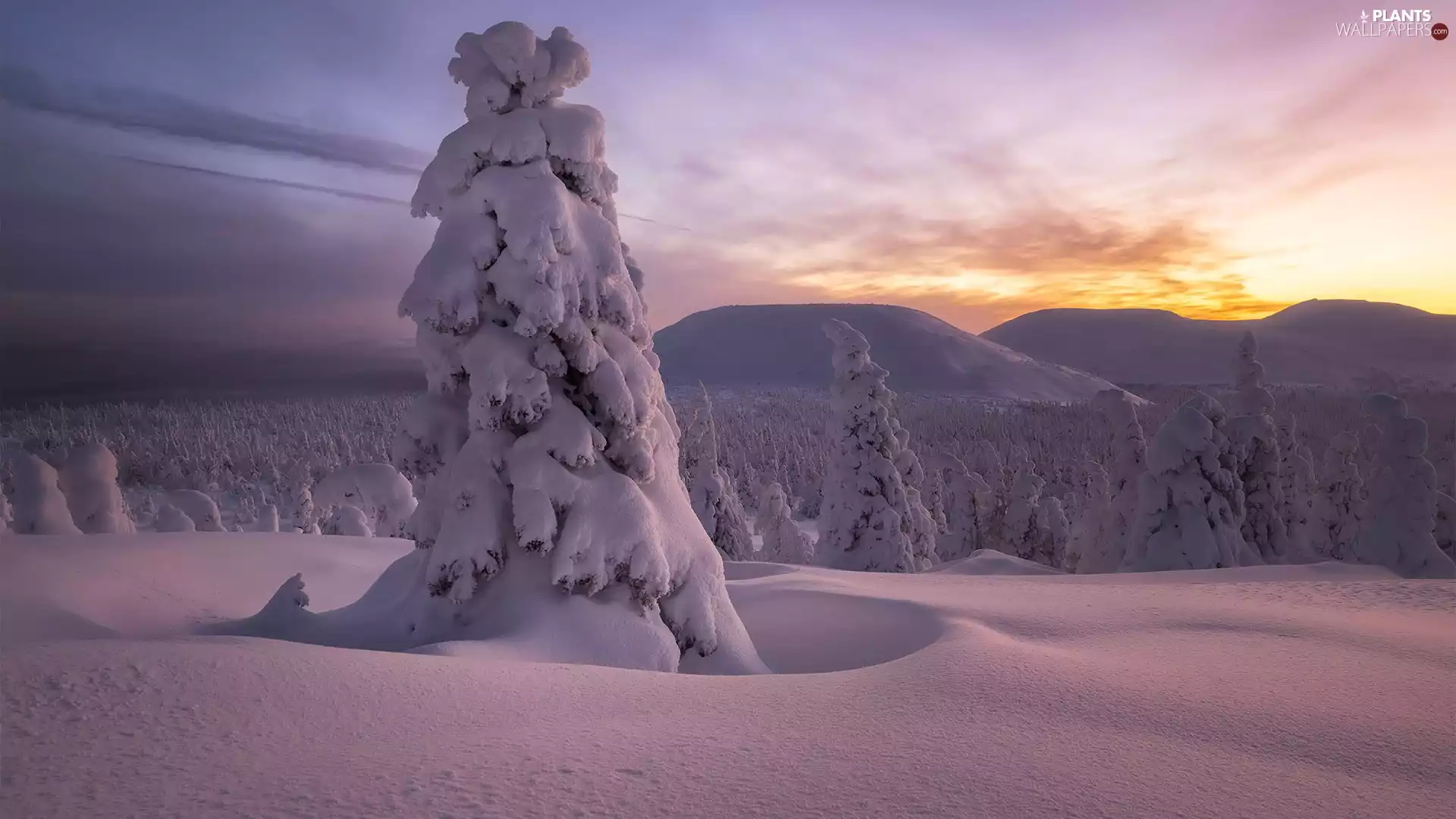 trees, winter, Mountains, Great Sunsets, viewes, snow