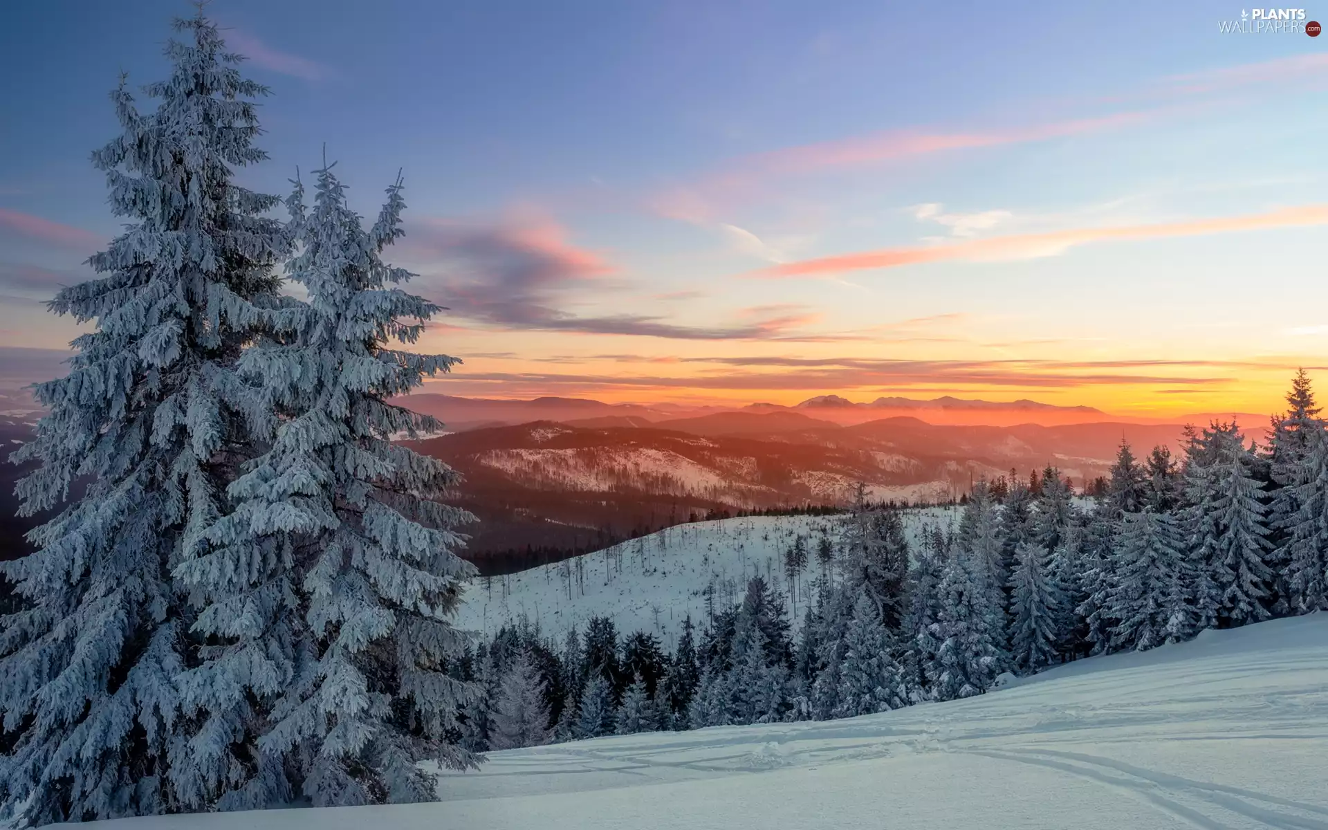 trees, winter, Mountains, Great Sunsets, viewes, Snowy