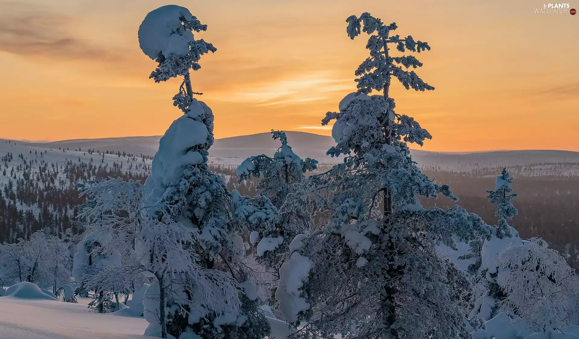 trees, winter, Mountains, Great Sunsets, viewes, snowy