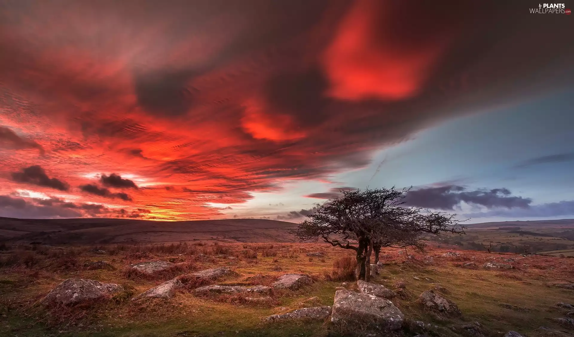 Great Sunsets, trees, Devon County, Dartmoor National Park, England