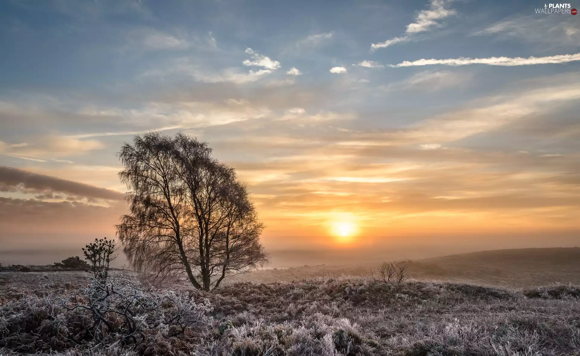 Great Sunsets, England, viewes, Meadow, trees, New Forest National Park