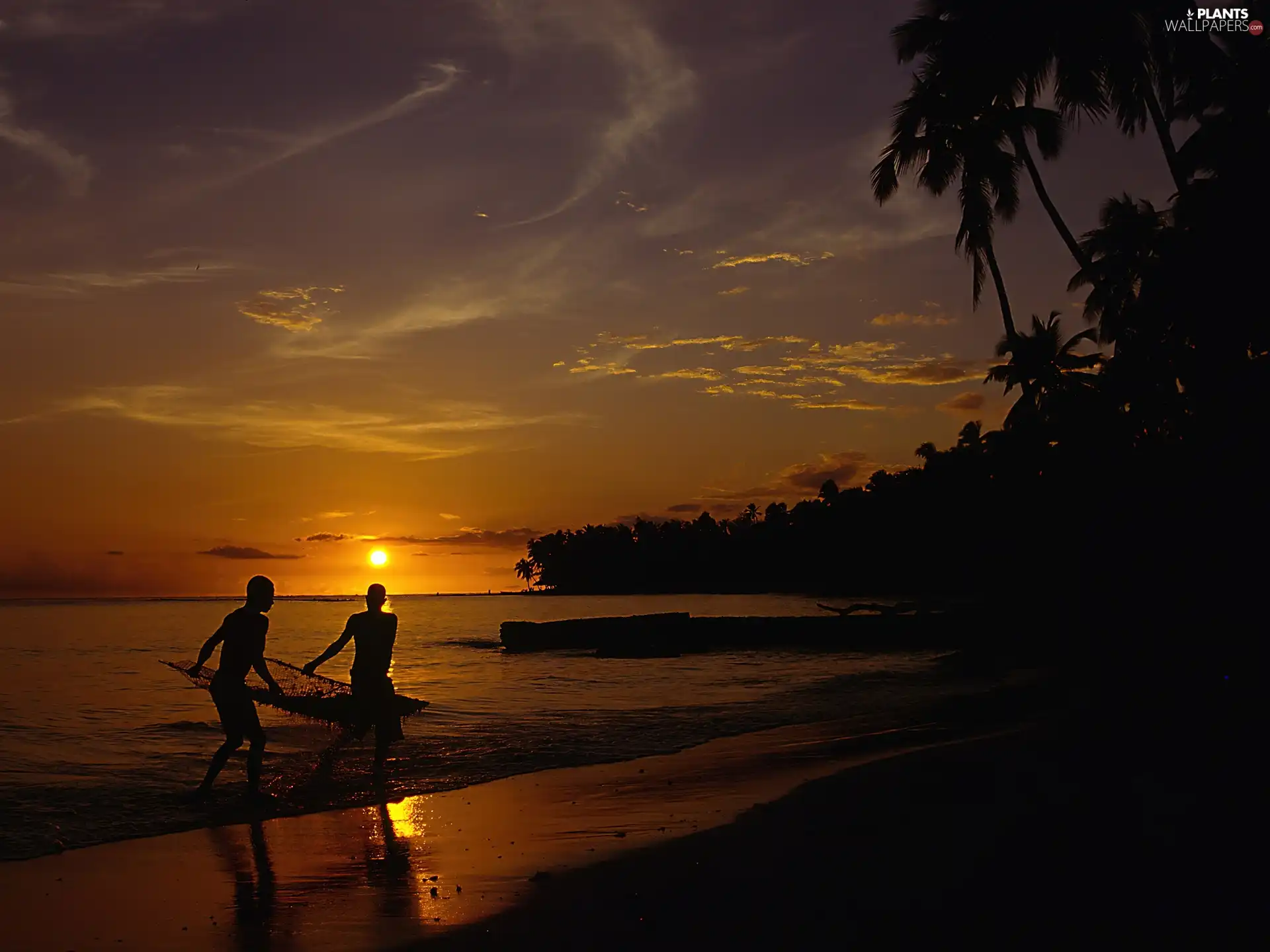 Palms, sea, Great Sunsets, Beaches