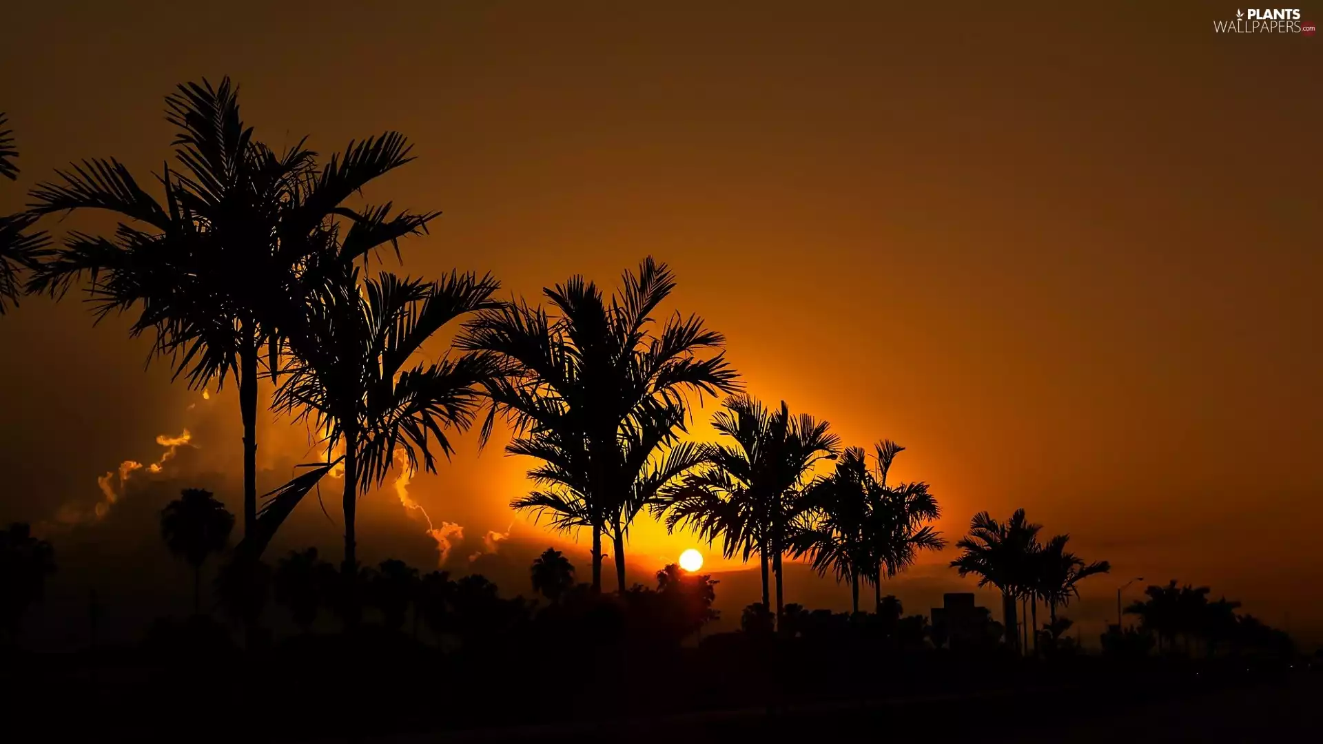 Great Sunsets, Palms