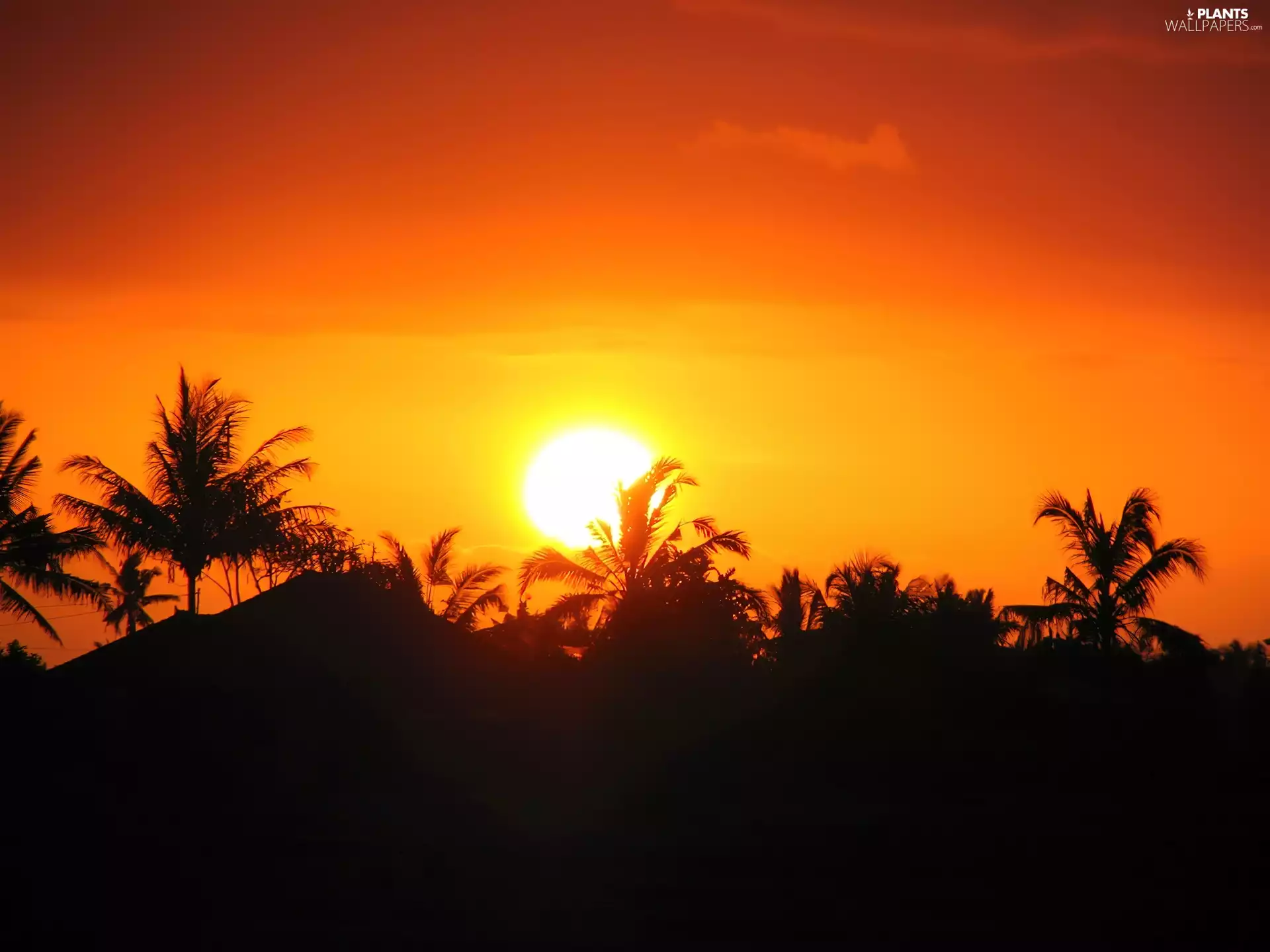 Great Sunsets, Palms