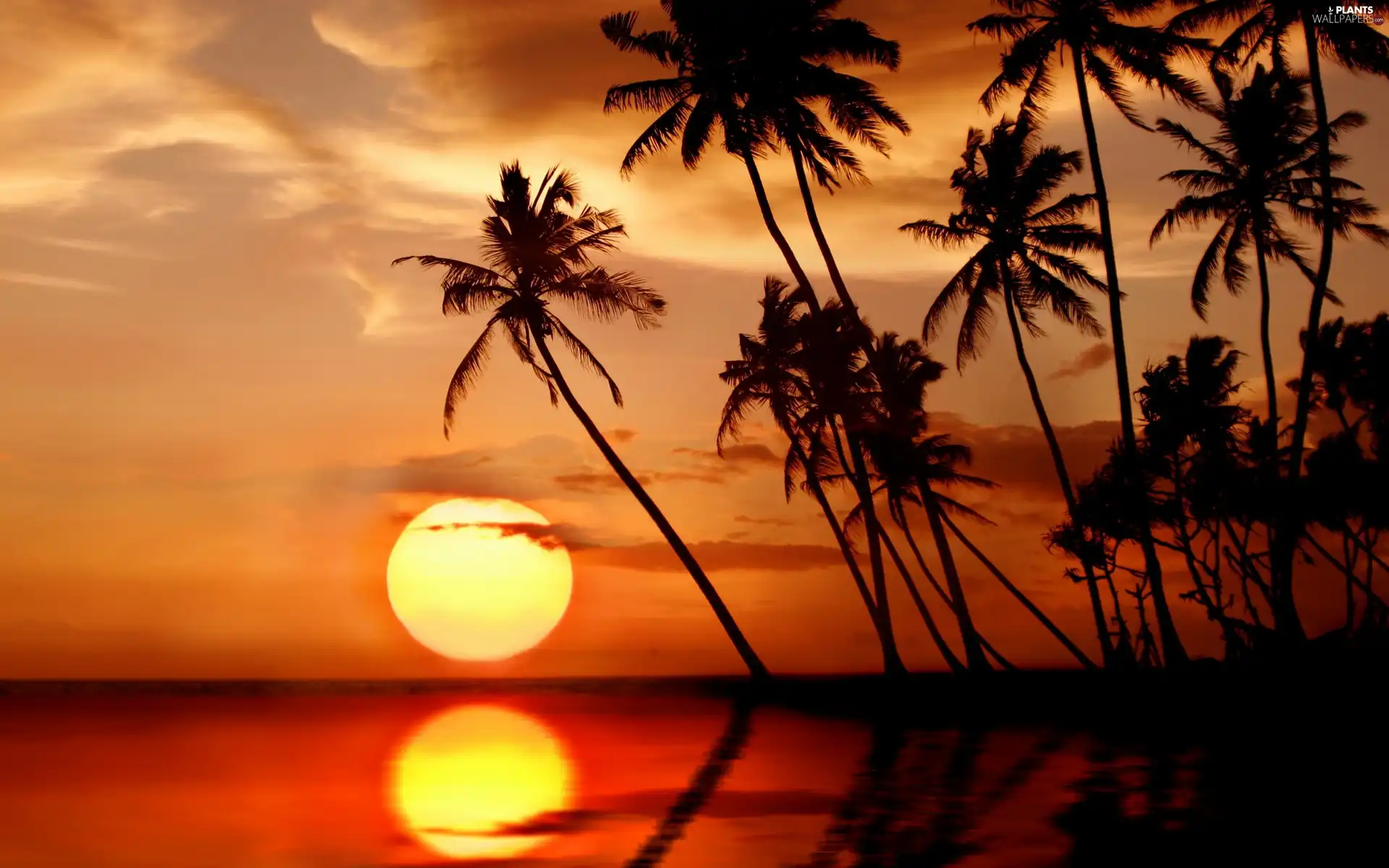 Palms, sea, Great Sunsets