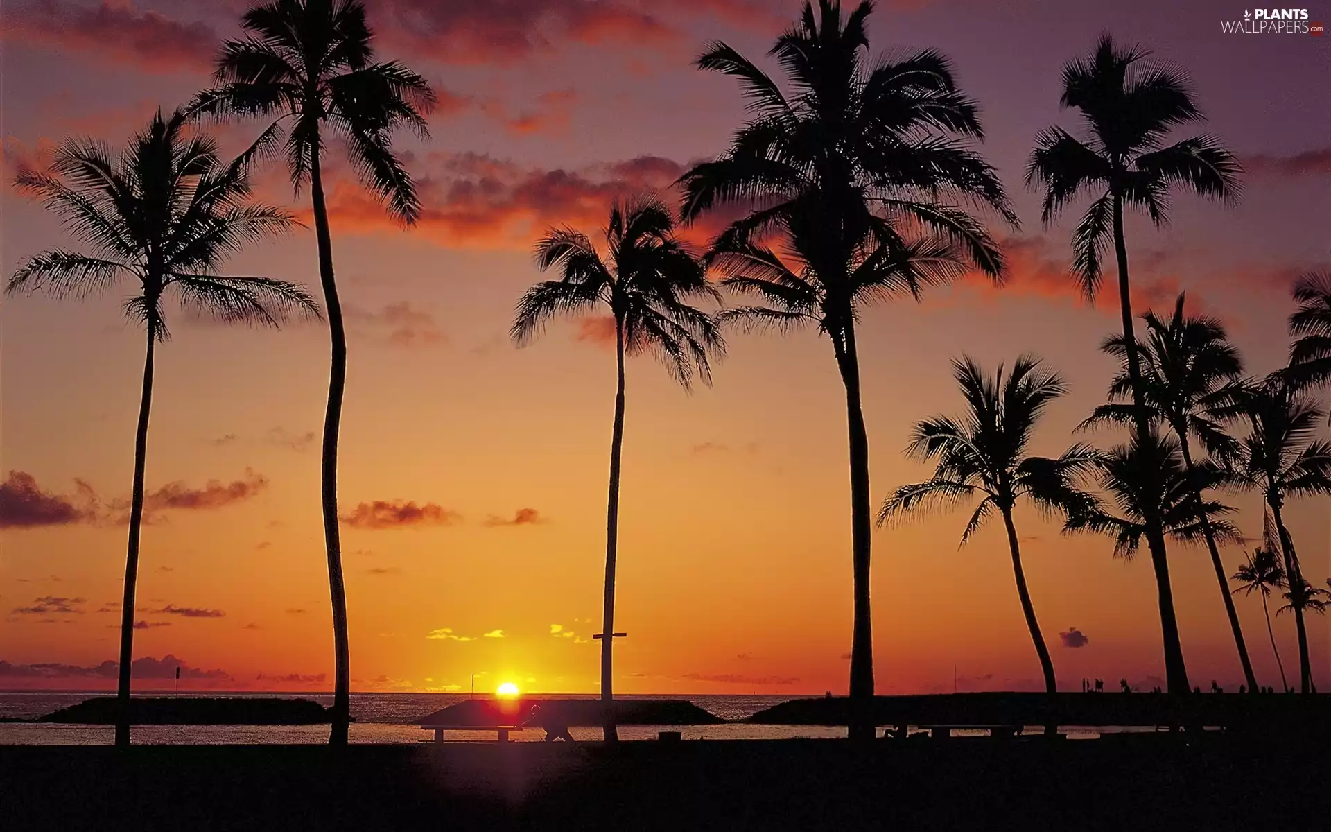 Great Sunsets, Palms