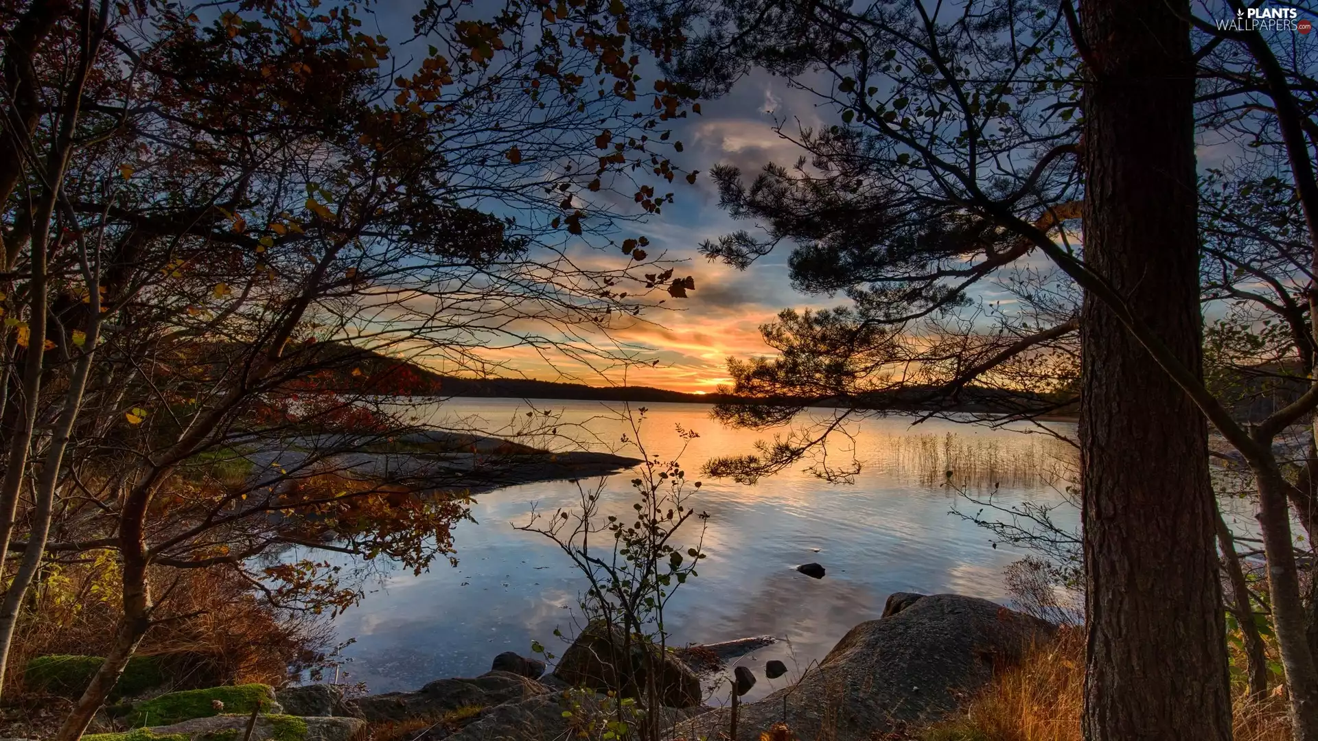 viewes, branch pics, Great Sunsets, trees, River