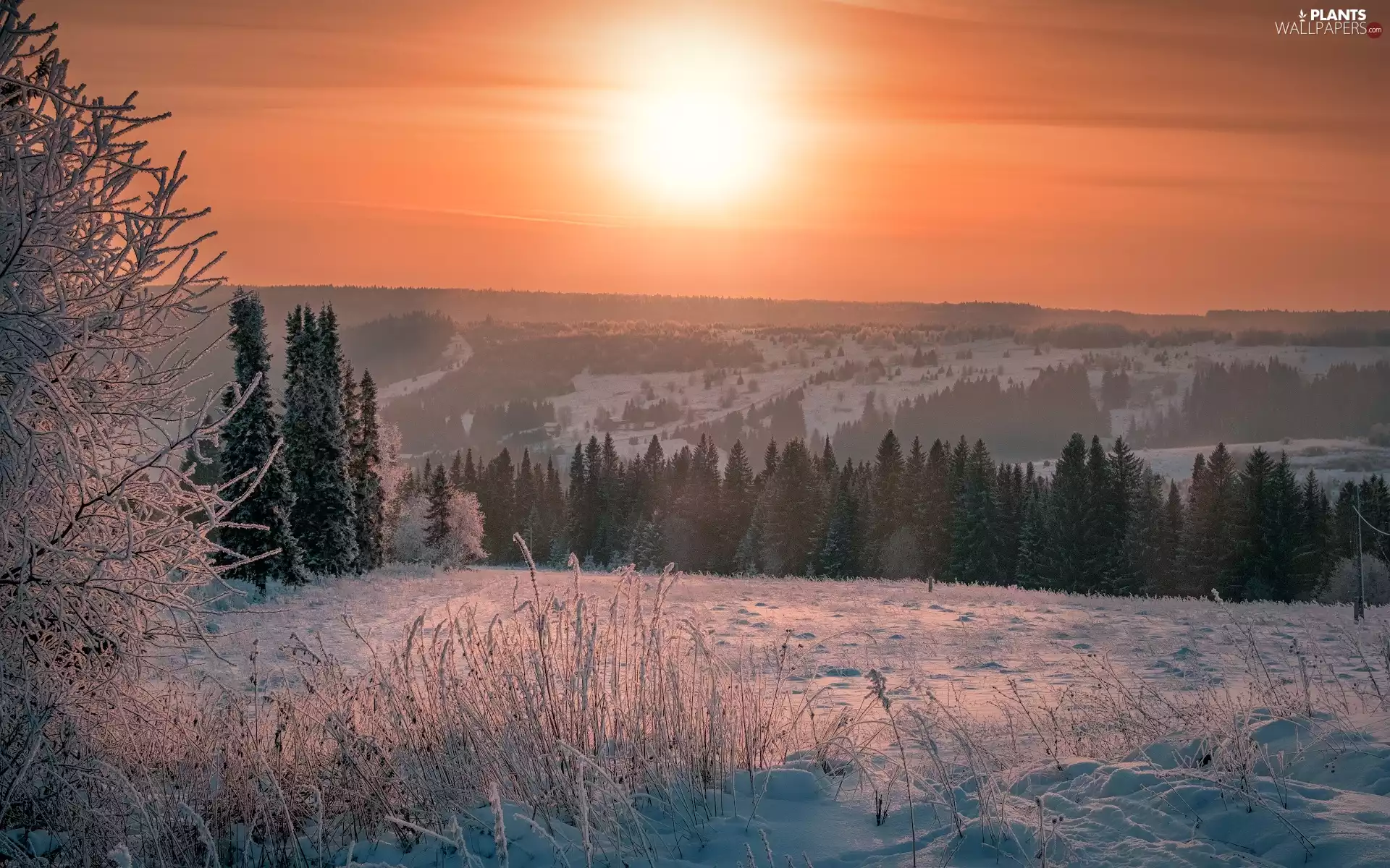 viewes, winter, Plants, Great Sunsets, frosty, trees