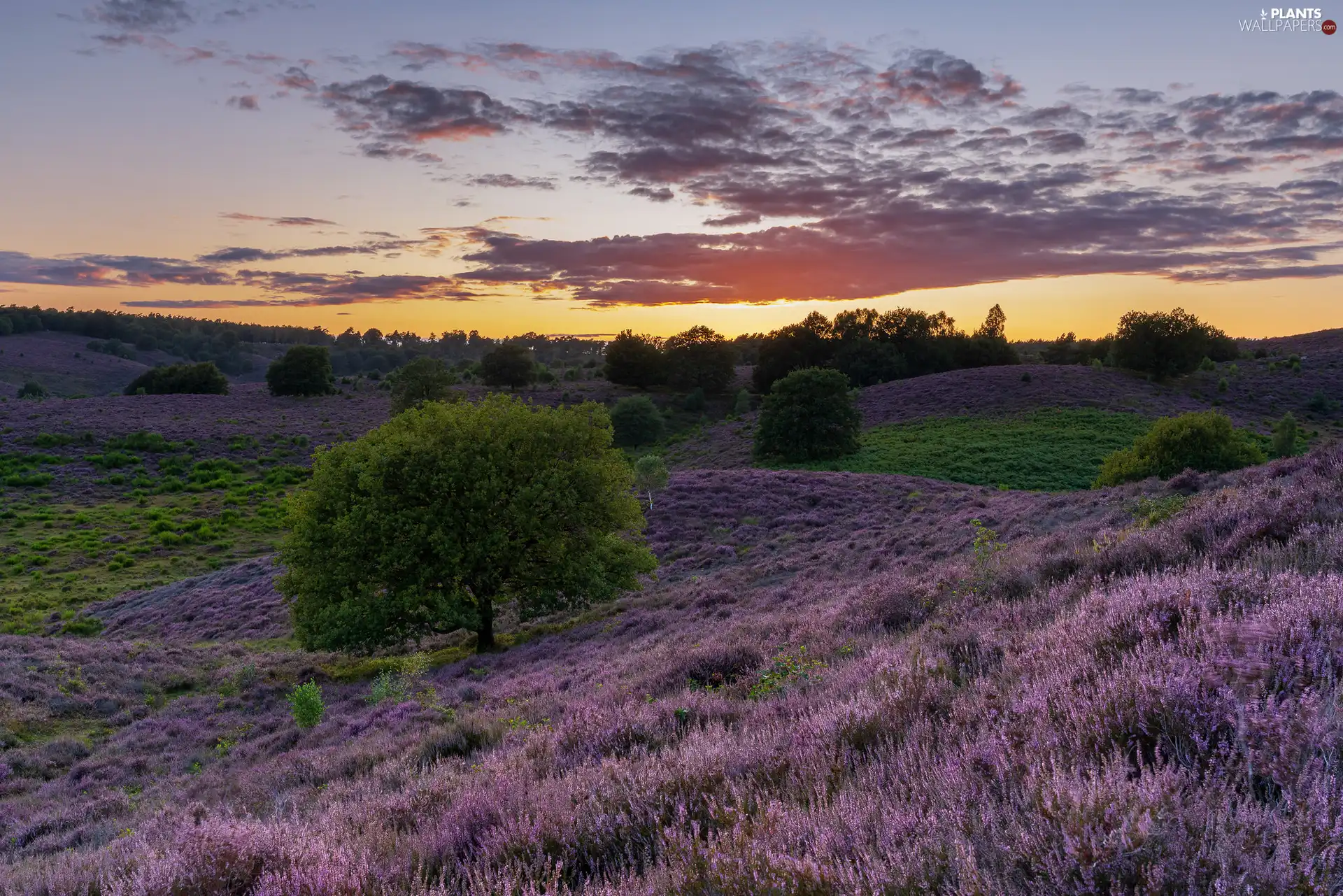 heathers, heath, trees, viewes, Province of Gelderland, Netherlands, Great Sunsets, Veluwezoom National Park, clouds