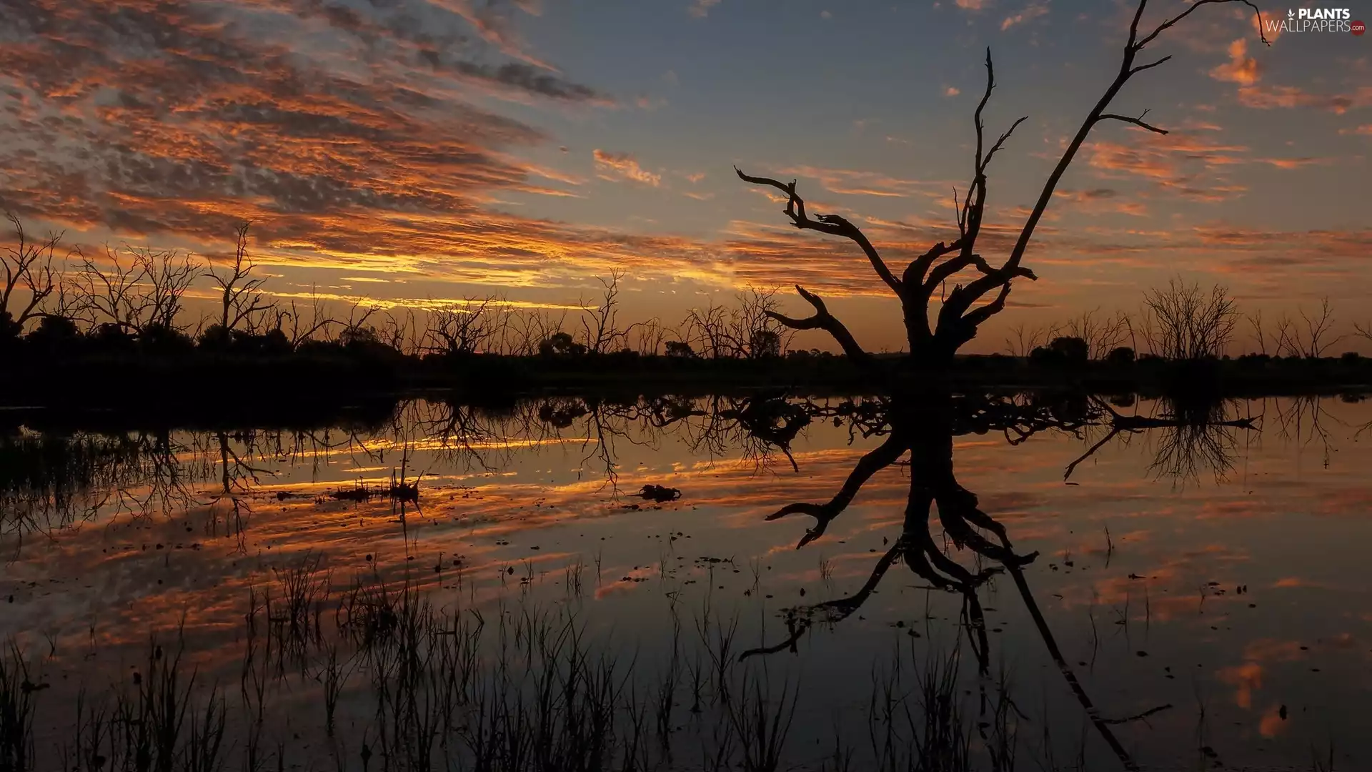 trees, River, reflection, Great Sunsets, viewes, dry