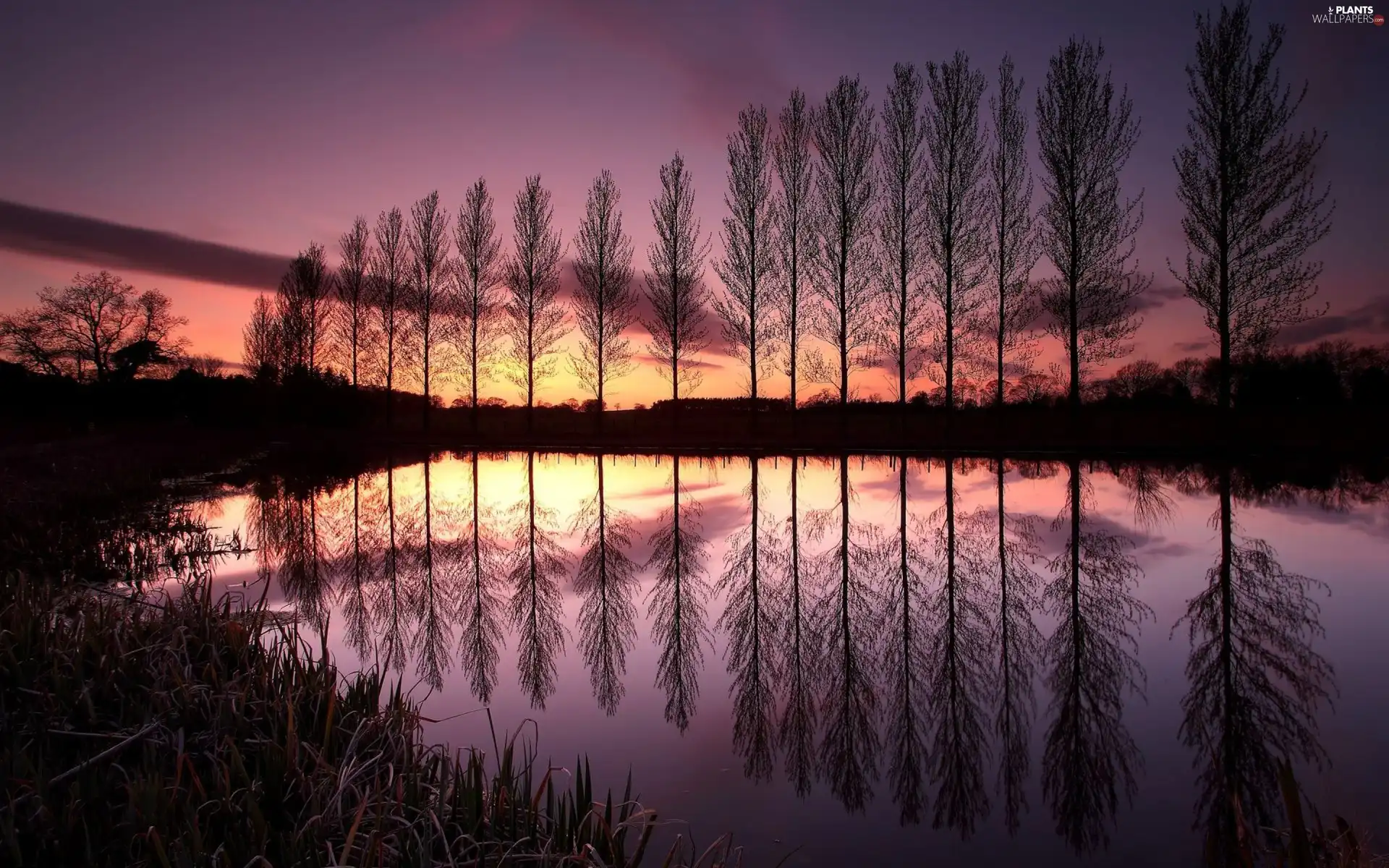 Great Sunsets, reflection, trees, viewes, lake