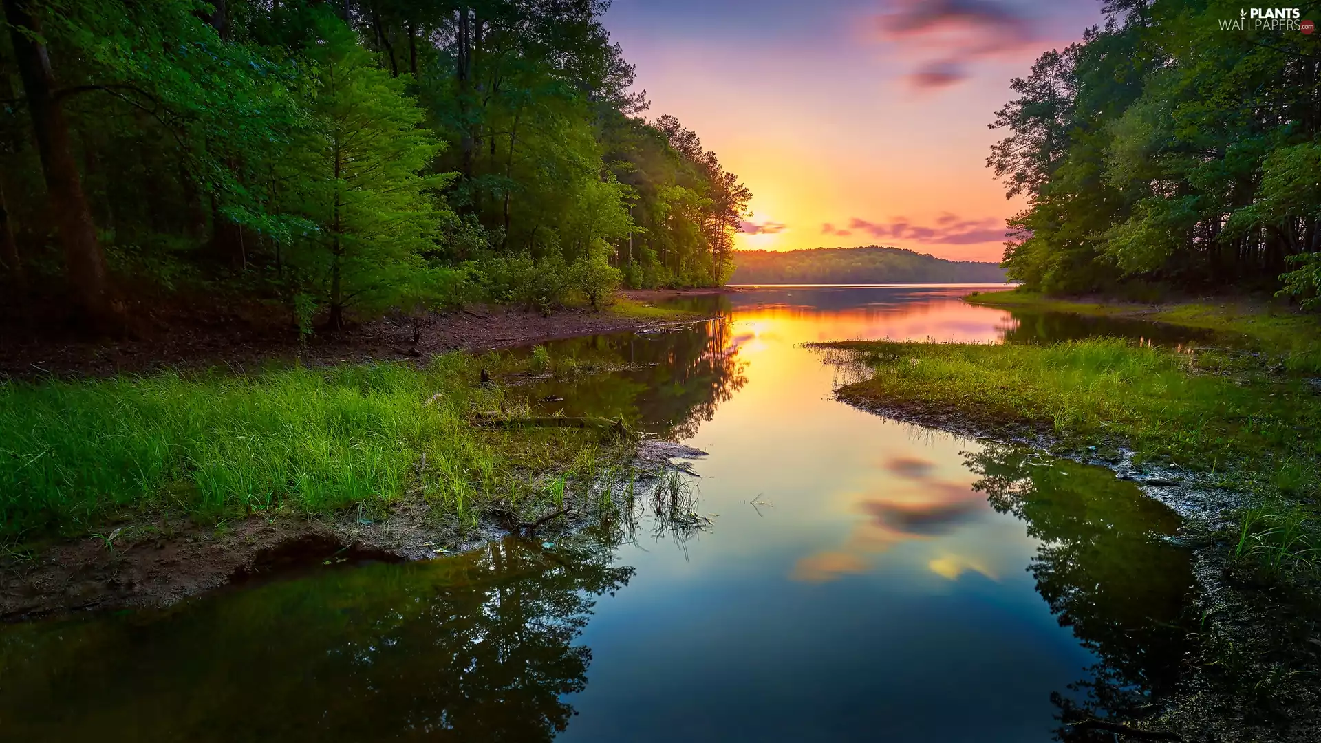 trees, viewes, forest, Great Sunsets, River