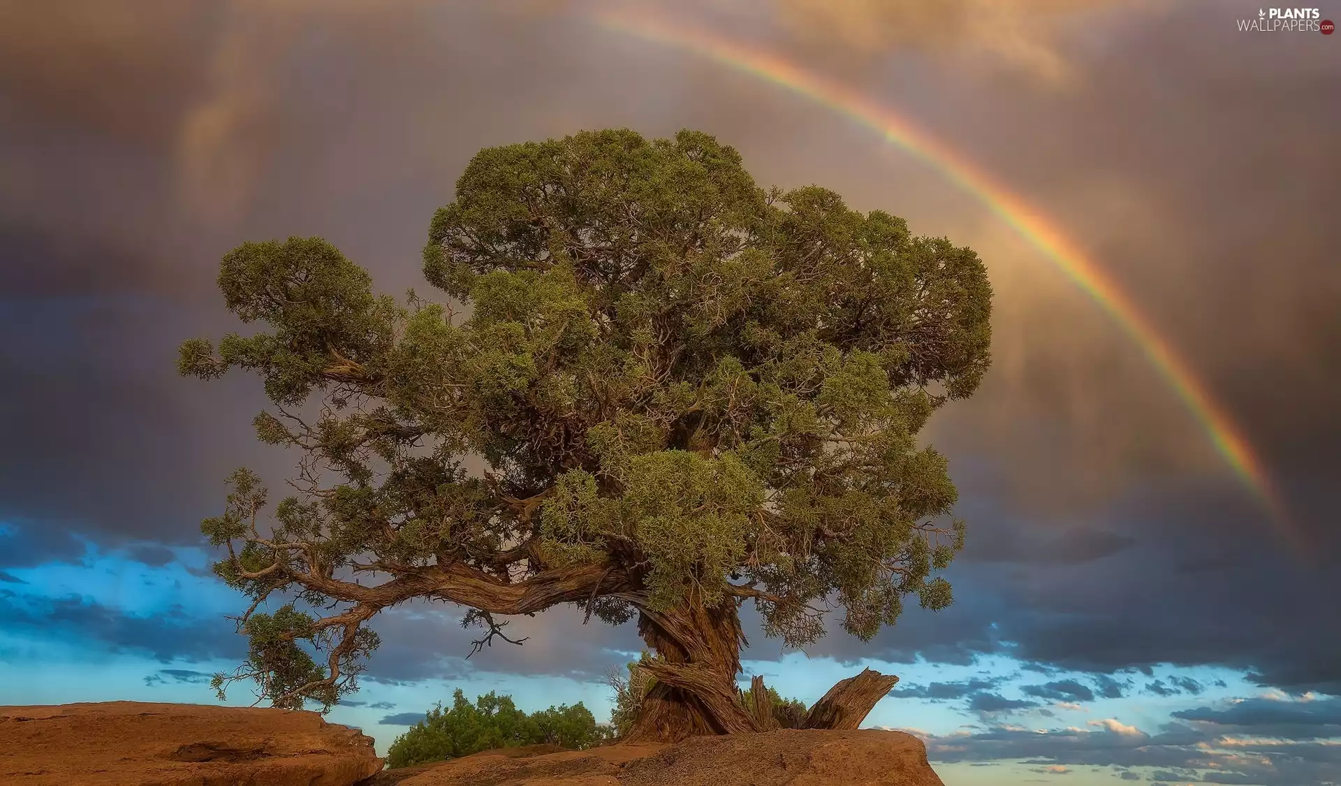 dark, clouds, trees, Great Rainbows, Rocks
