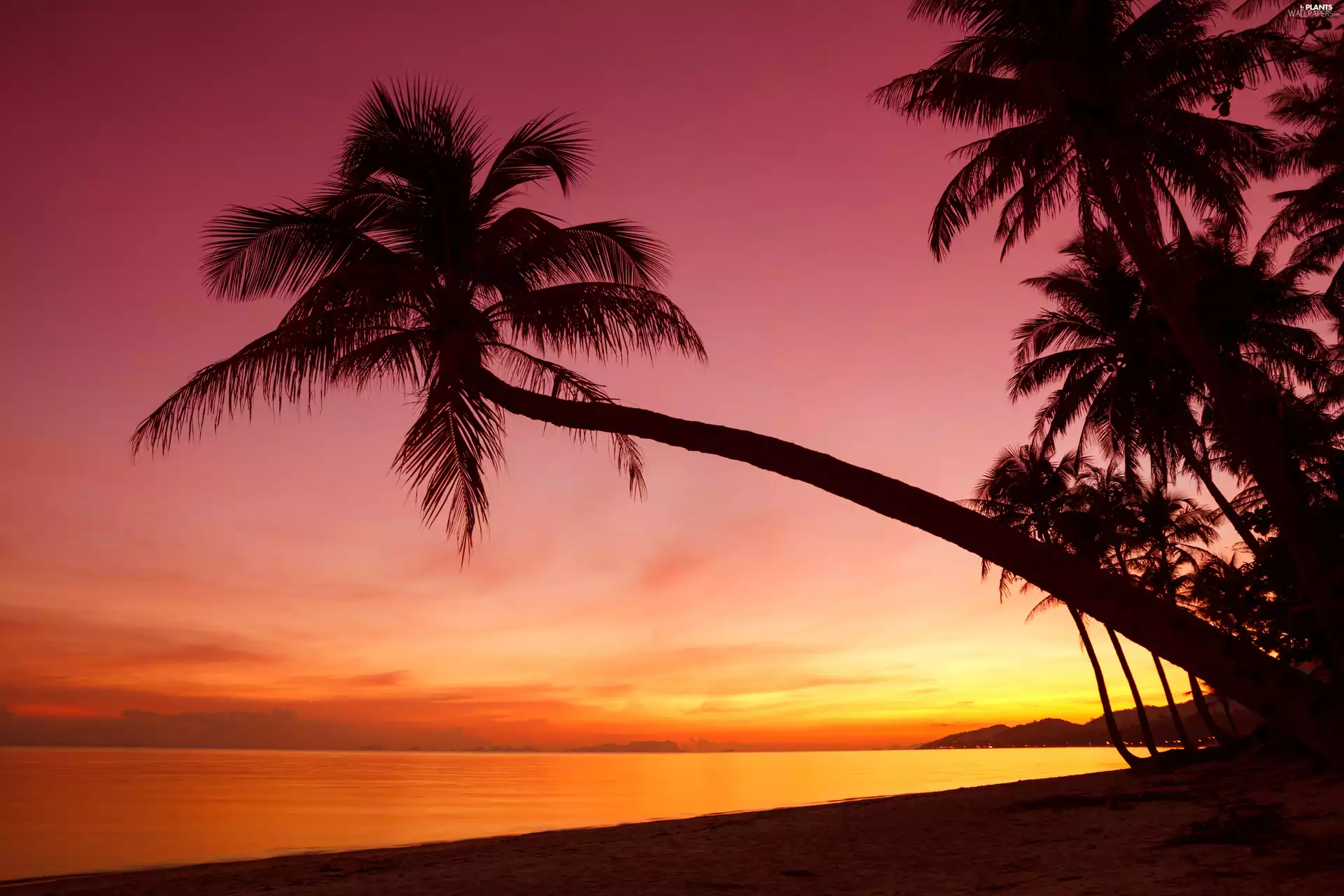 illuminated, Sky, Palms, Great Sunsets, sea