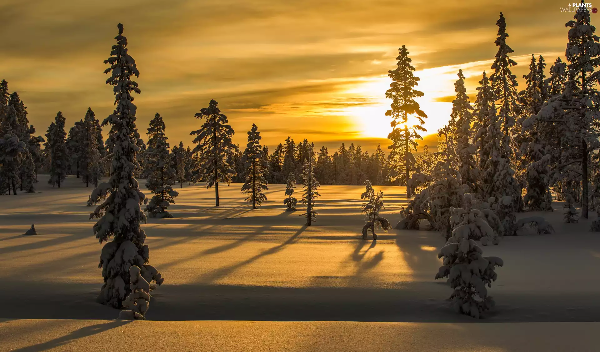 trees, winter, Sky, Great Sunsets, viewes, snow