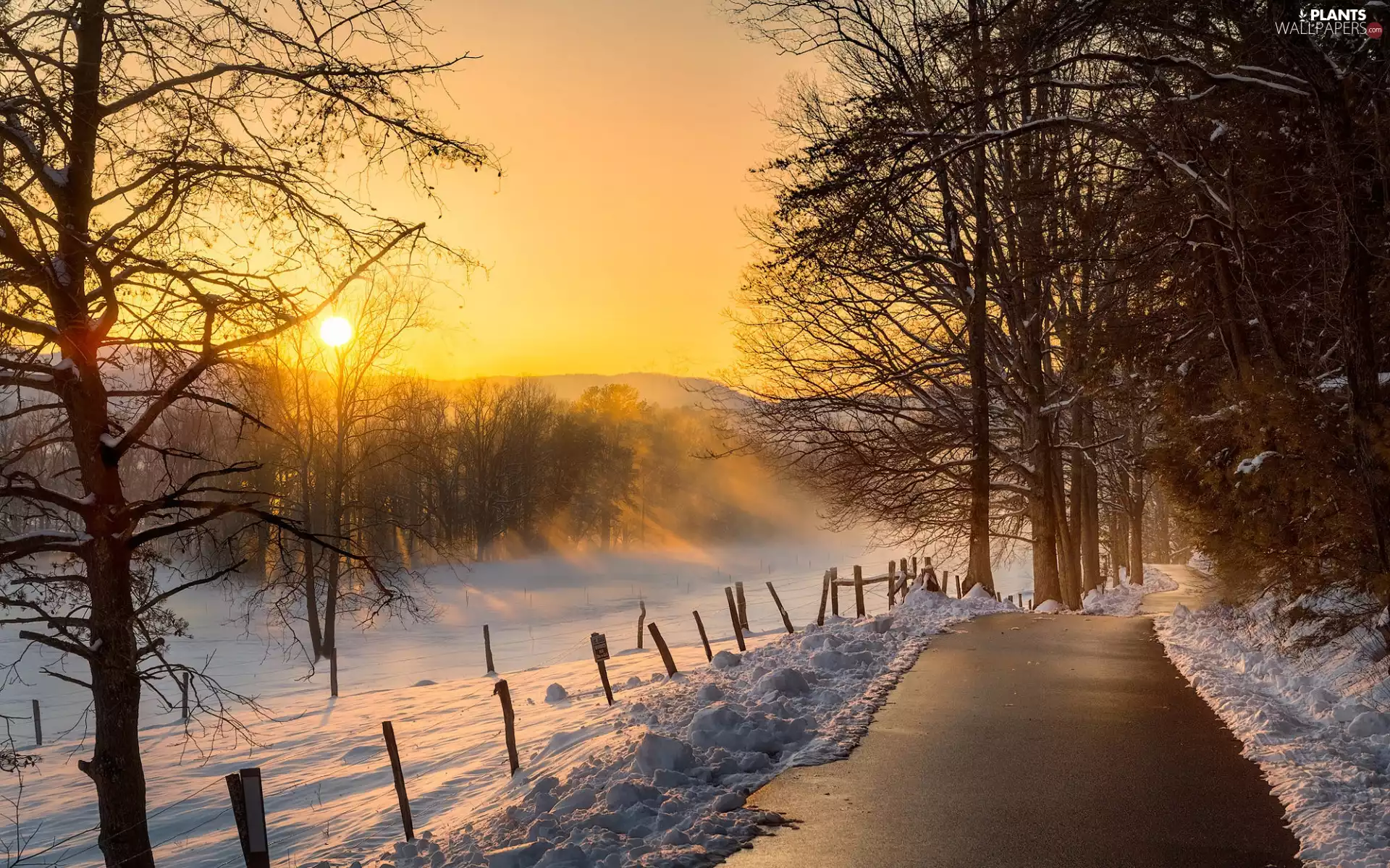 Great Sunsets, Way, Fog, trees, fence, snow, winter, viewes