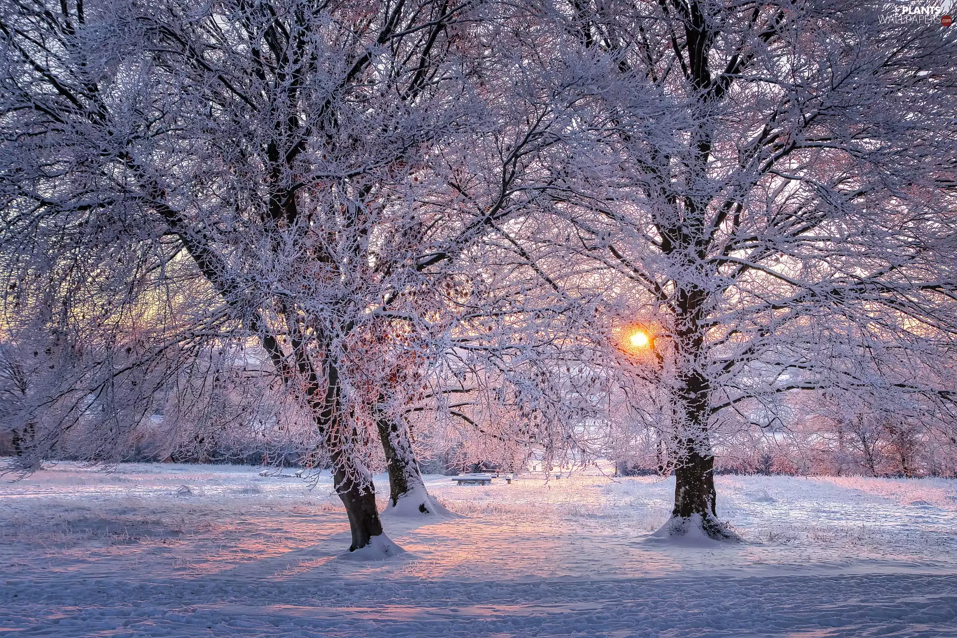 trees, winter, snow, Great Sunsets, viewes, Park