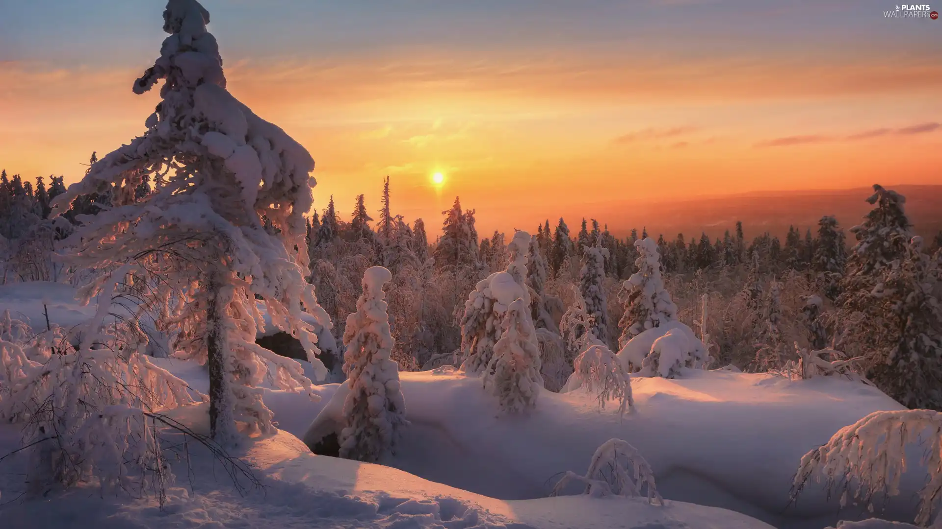 trees, winter, Spruces, Great Sunsets, viewes, snow