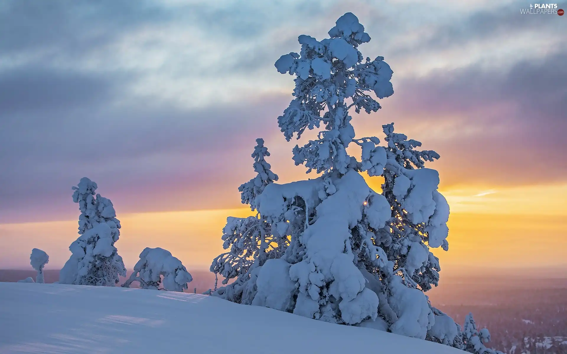 trees, winter, Spruces, Great Sunsets, viewes, Snowy