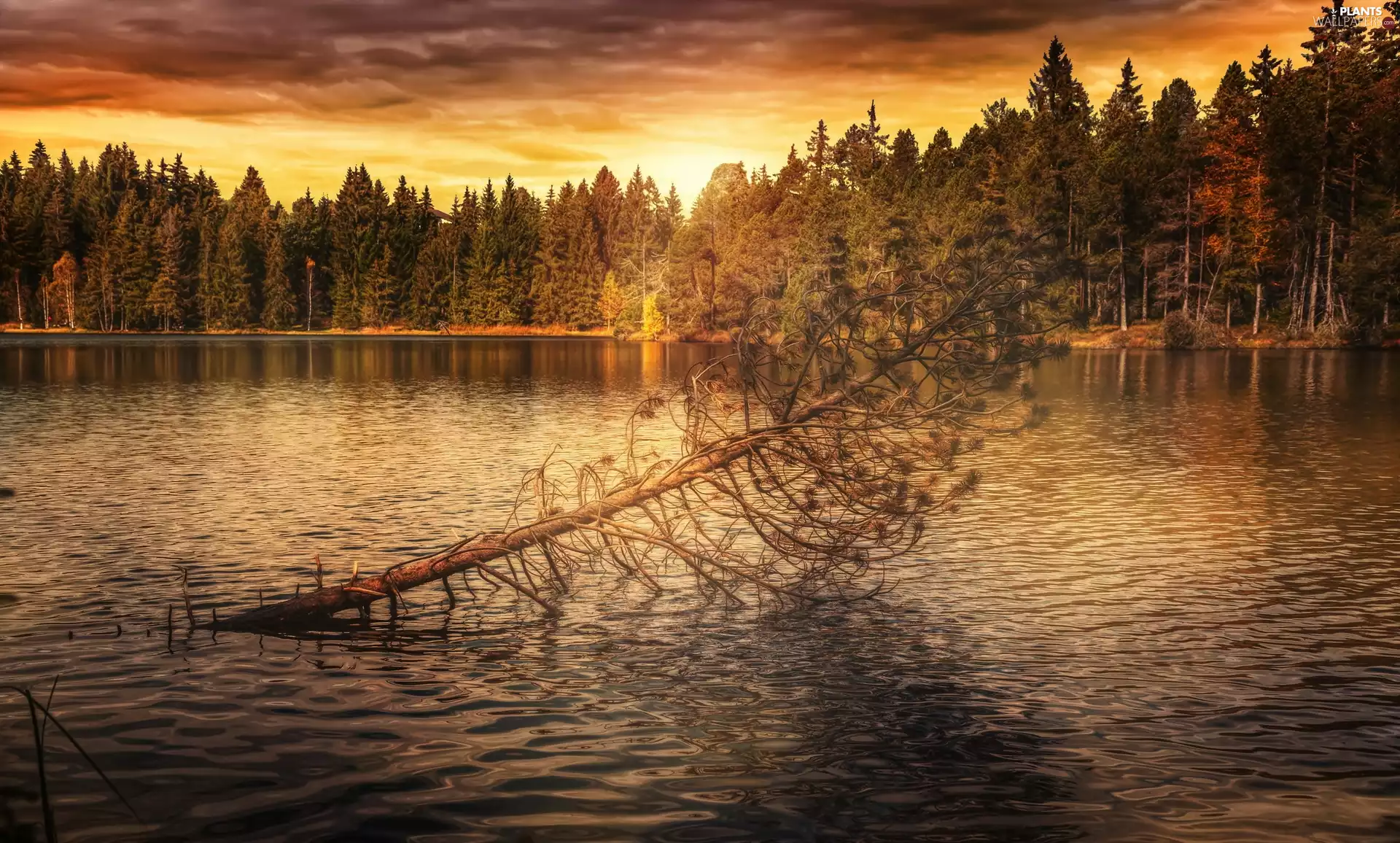 River, Great Sunsets, trees, forest