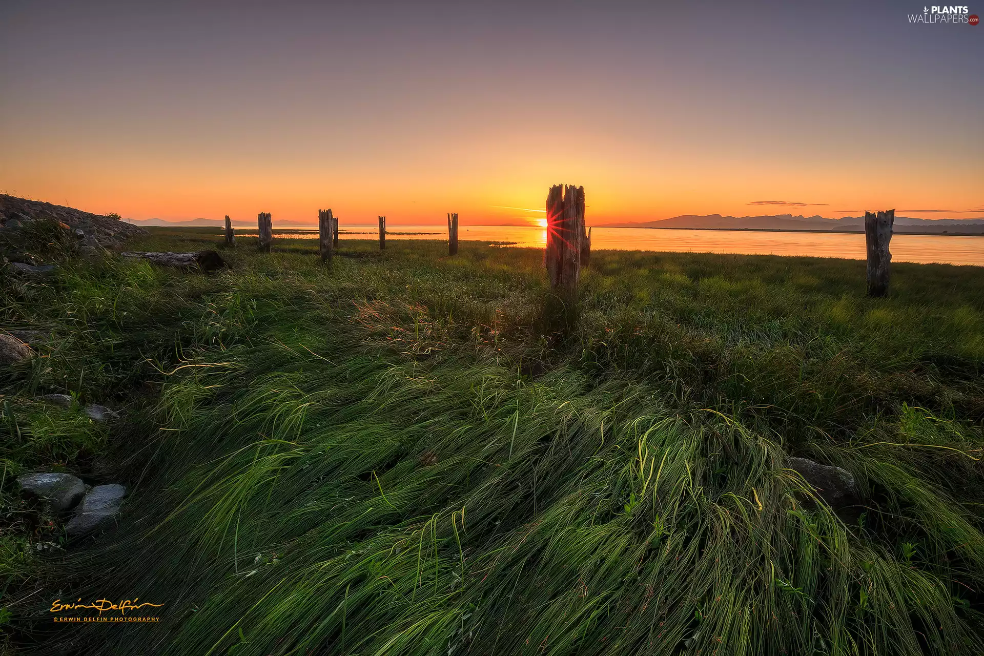 grass, Great Sunsets, lake, Pale