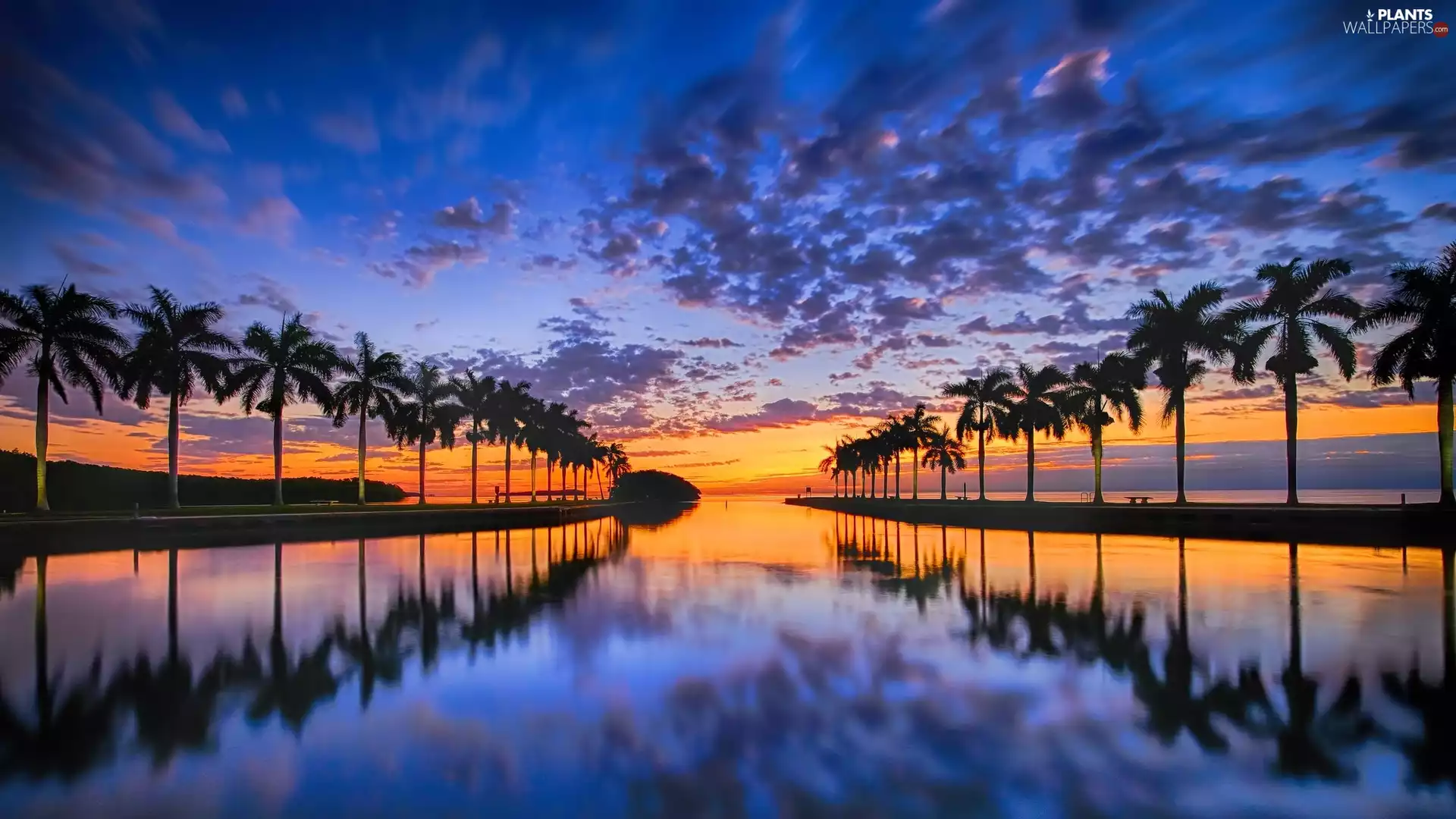 sea, Great Sunsets, reflection, Palms
