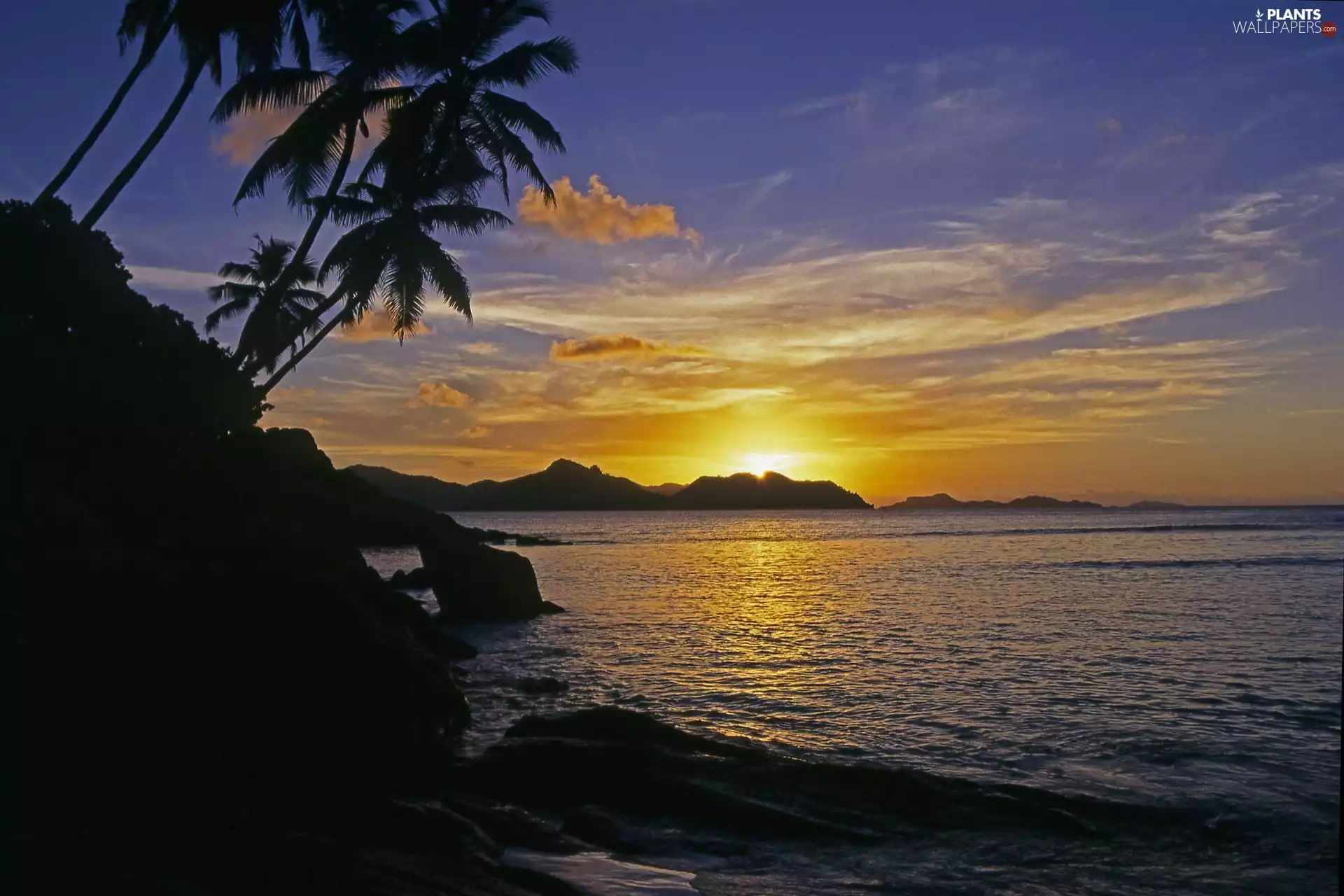 sea, Great Sunsets, Seychelles, Palms