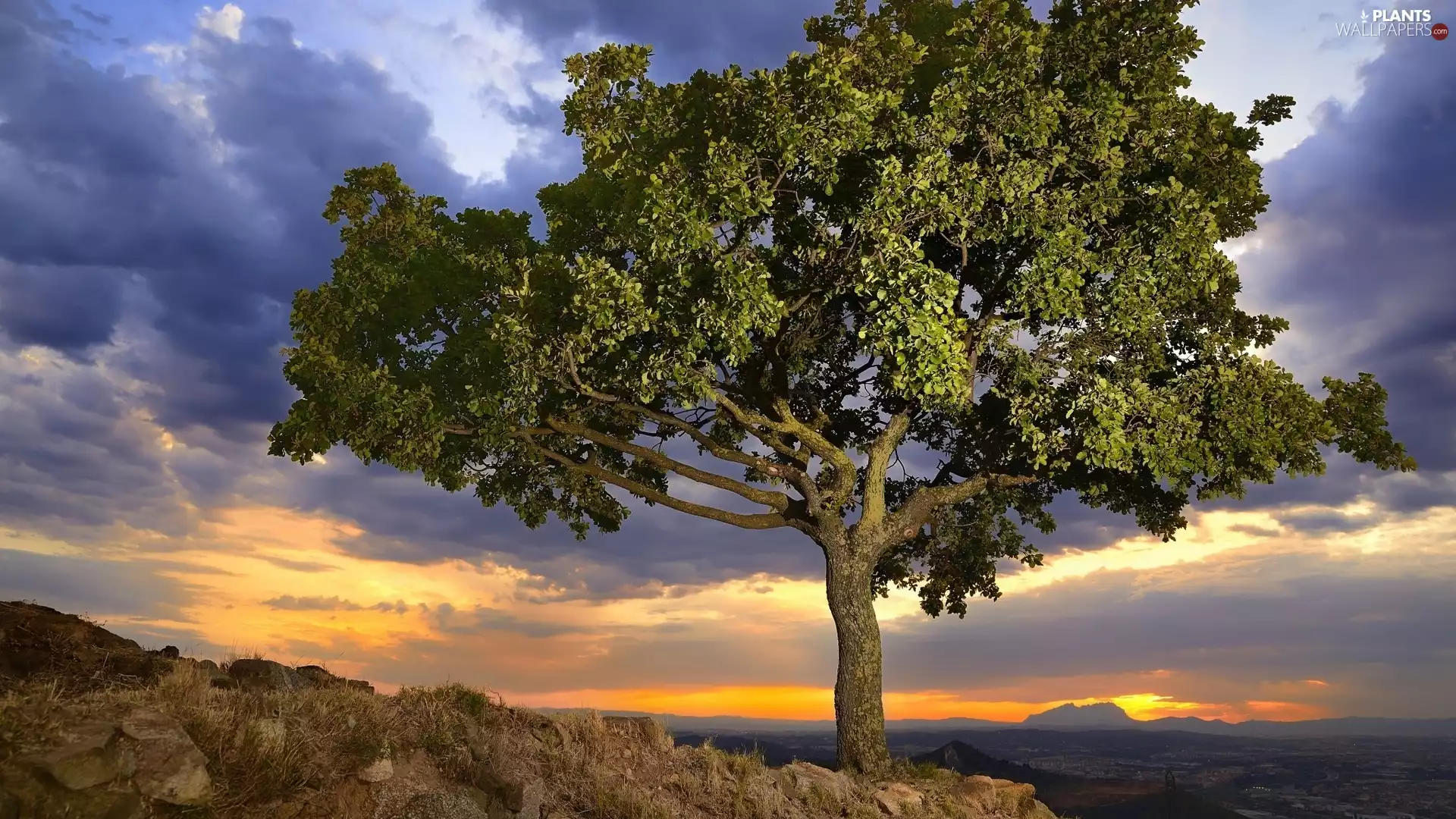 trees, Great Sunsets, Sky, rocks