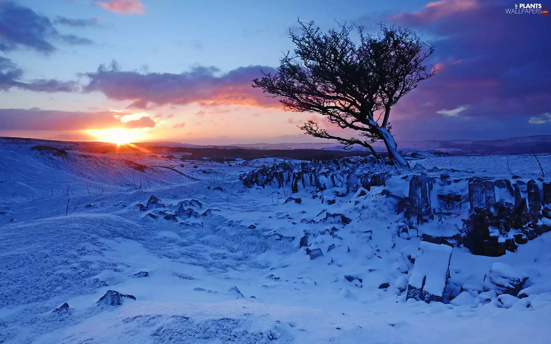 winter, Great Sunsets, Field, trees