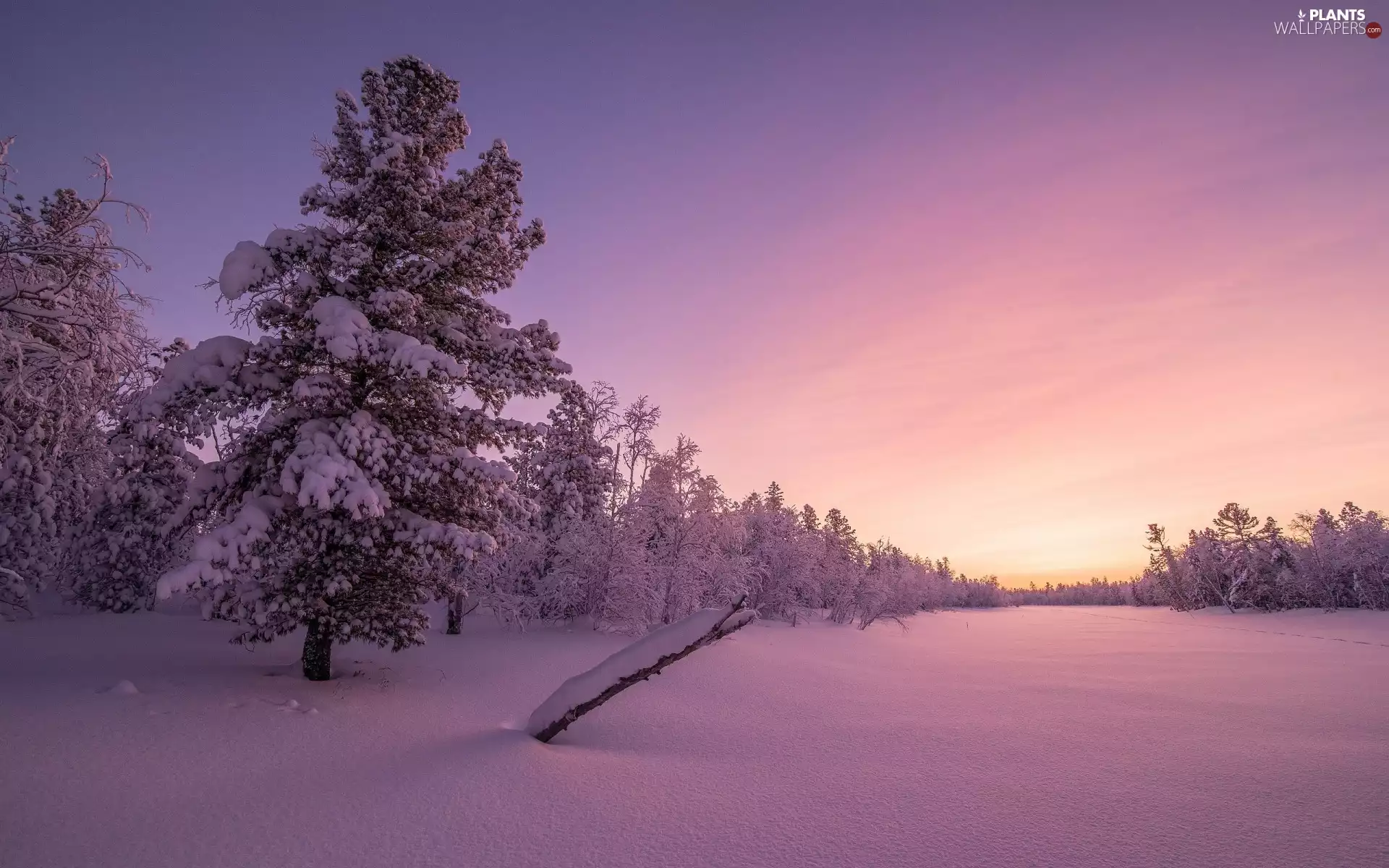 trees, Great Sunsets, winter, viewes