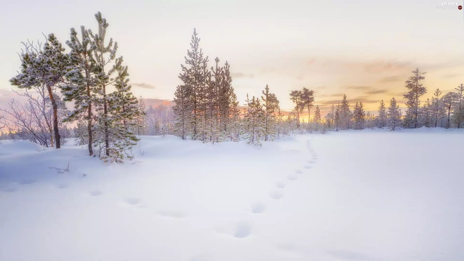 viewes, winter, traces, Great Sunsets, snow, trees