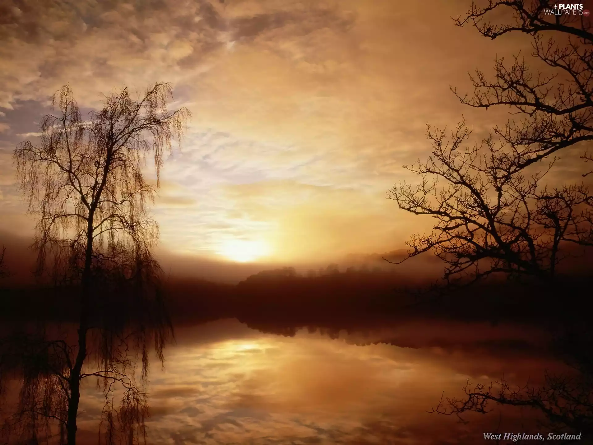 Great Sunsets, trees