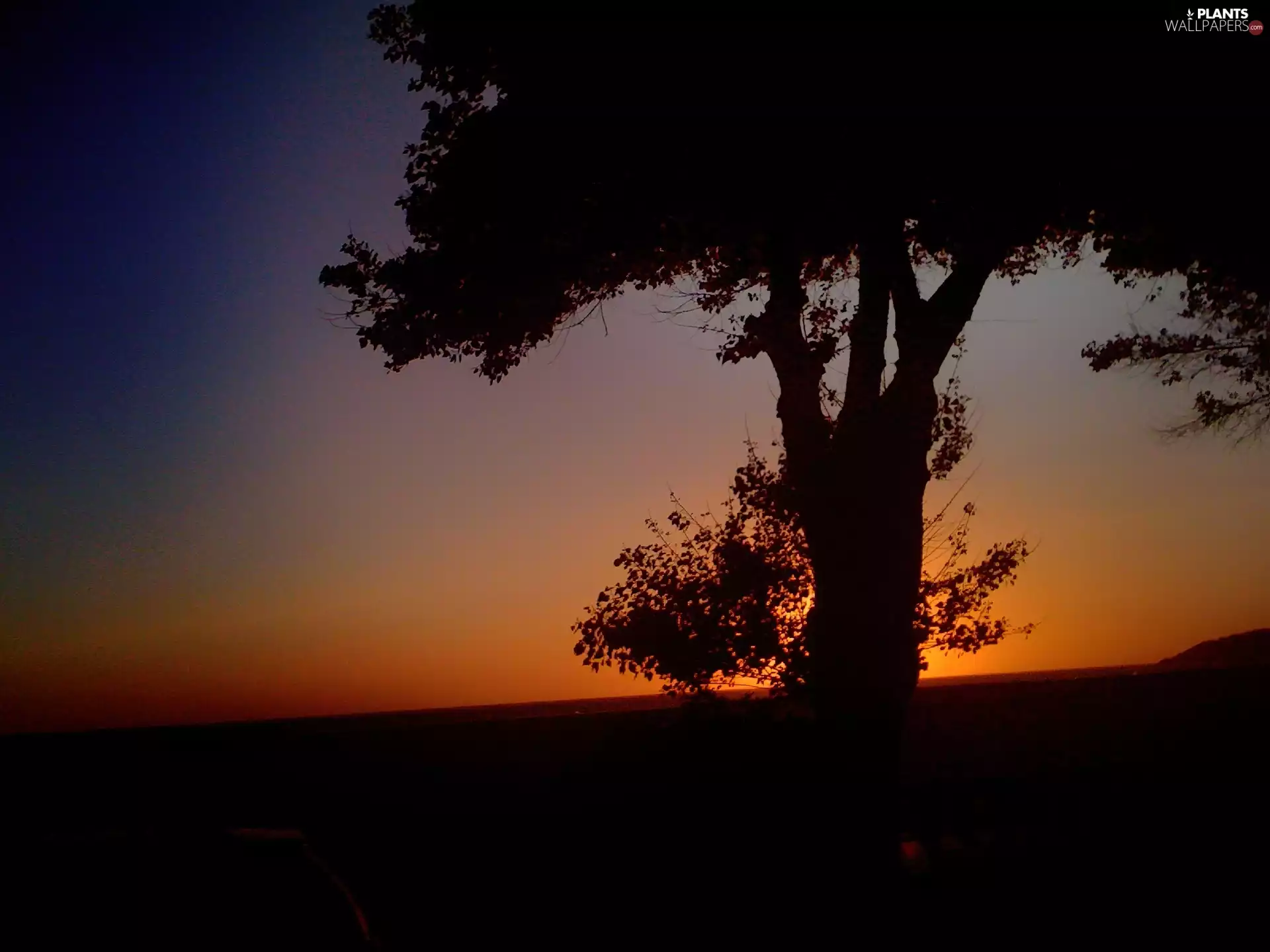Great Sunsets, trees