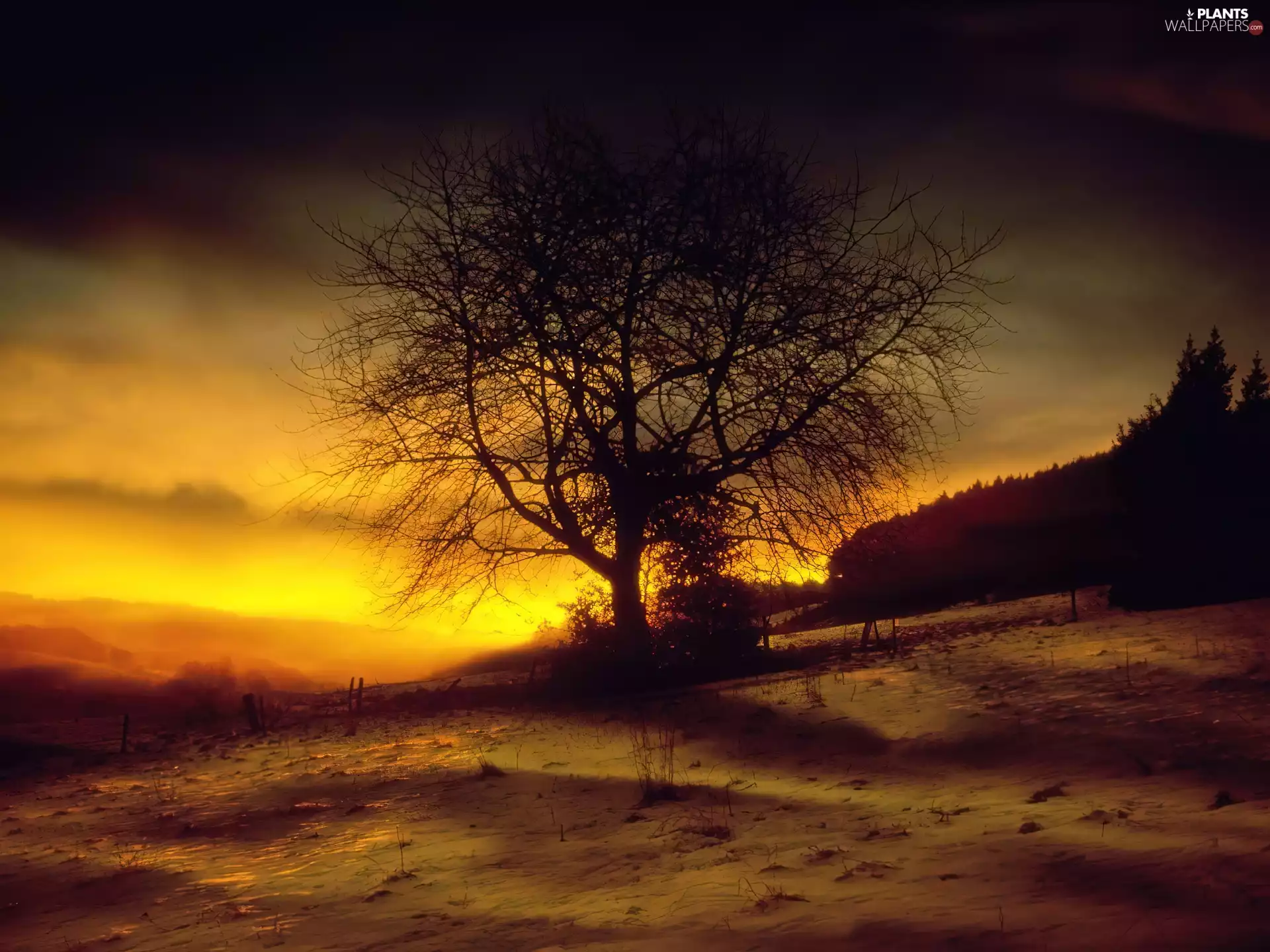 Great Sunsets, trees