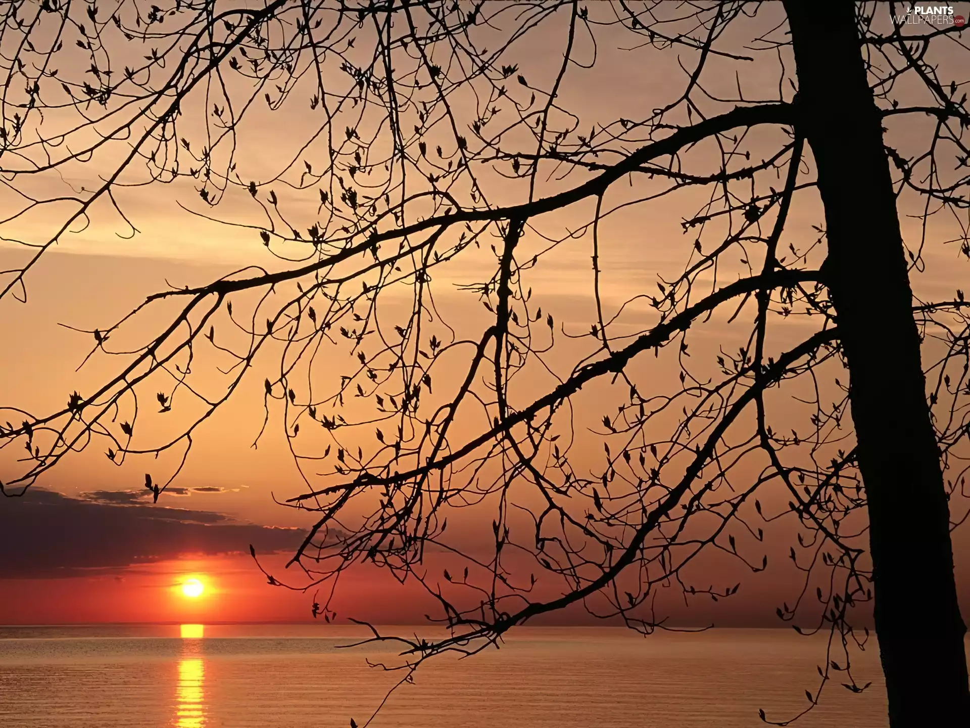 Great Sunsets, trees