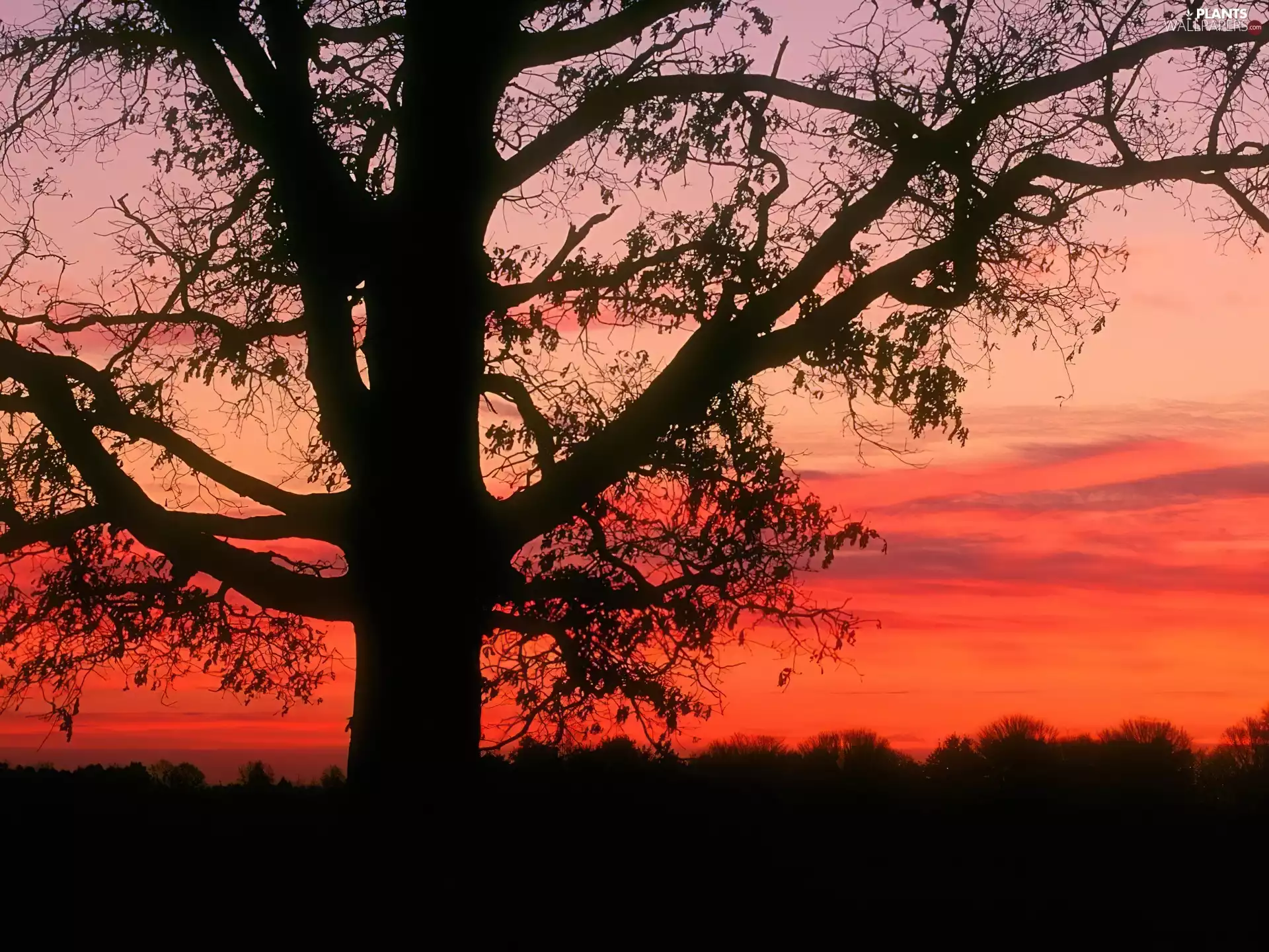 Great Sunsets, trees