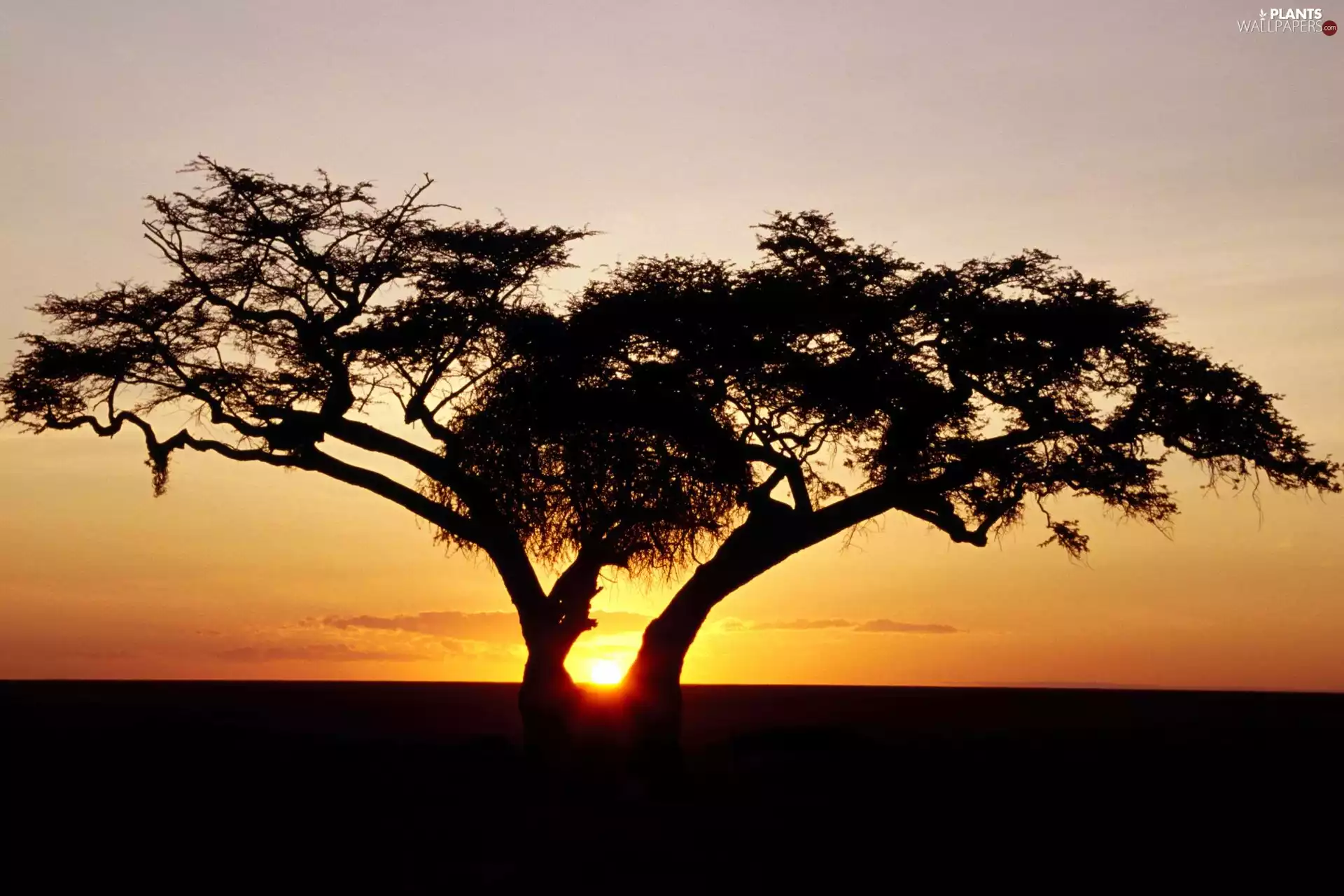 Great Sunsets, trees