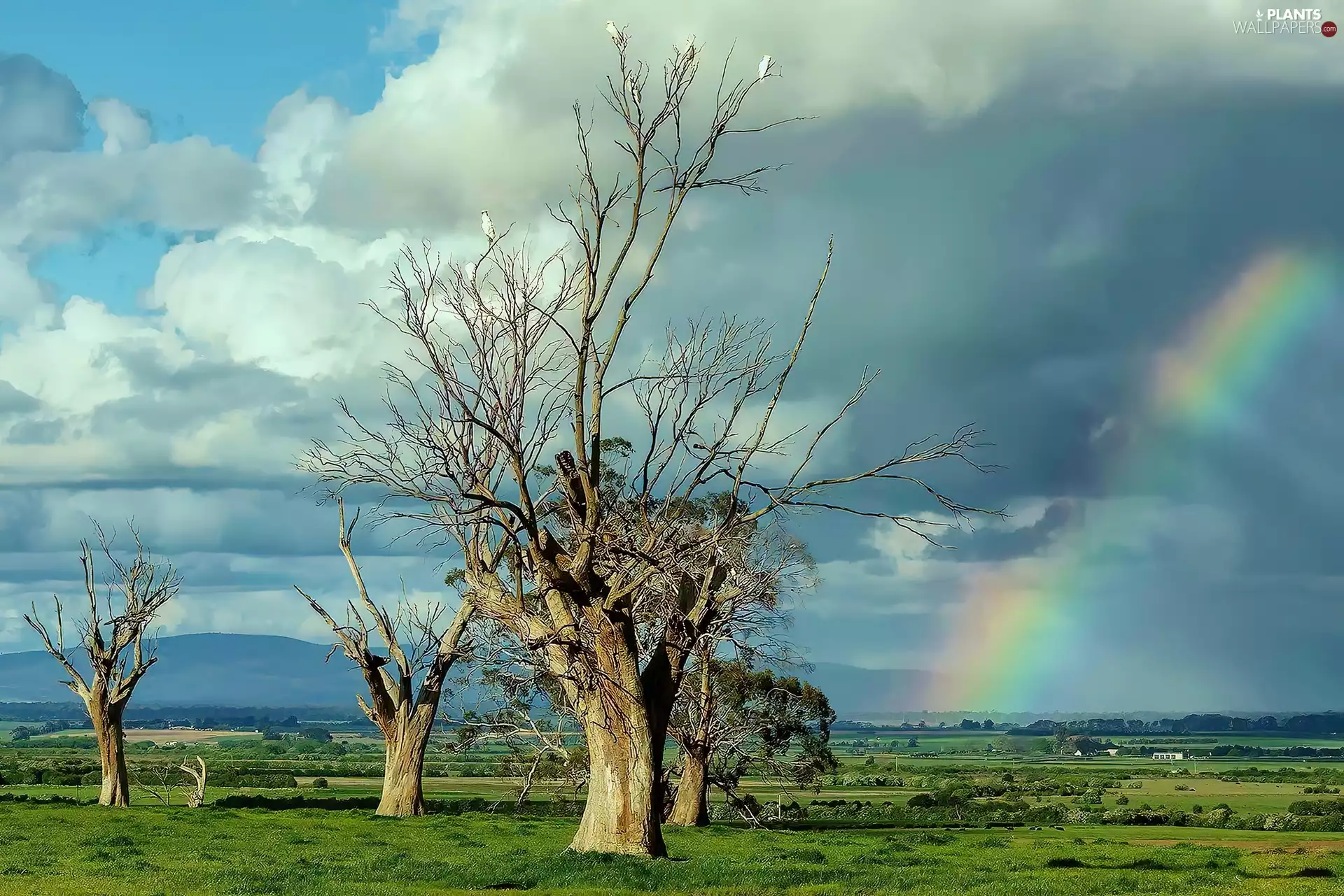clouds, Sky, viewes, Great Rainbows, trees