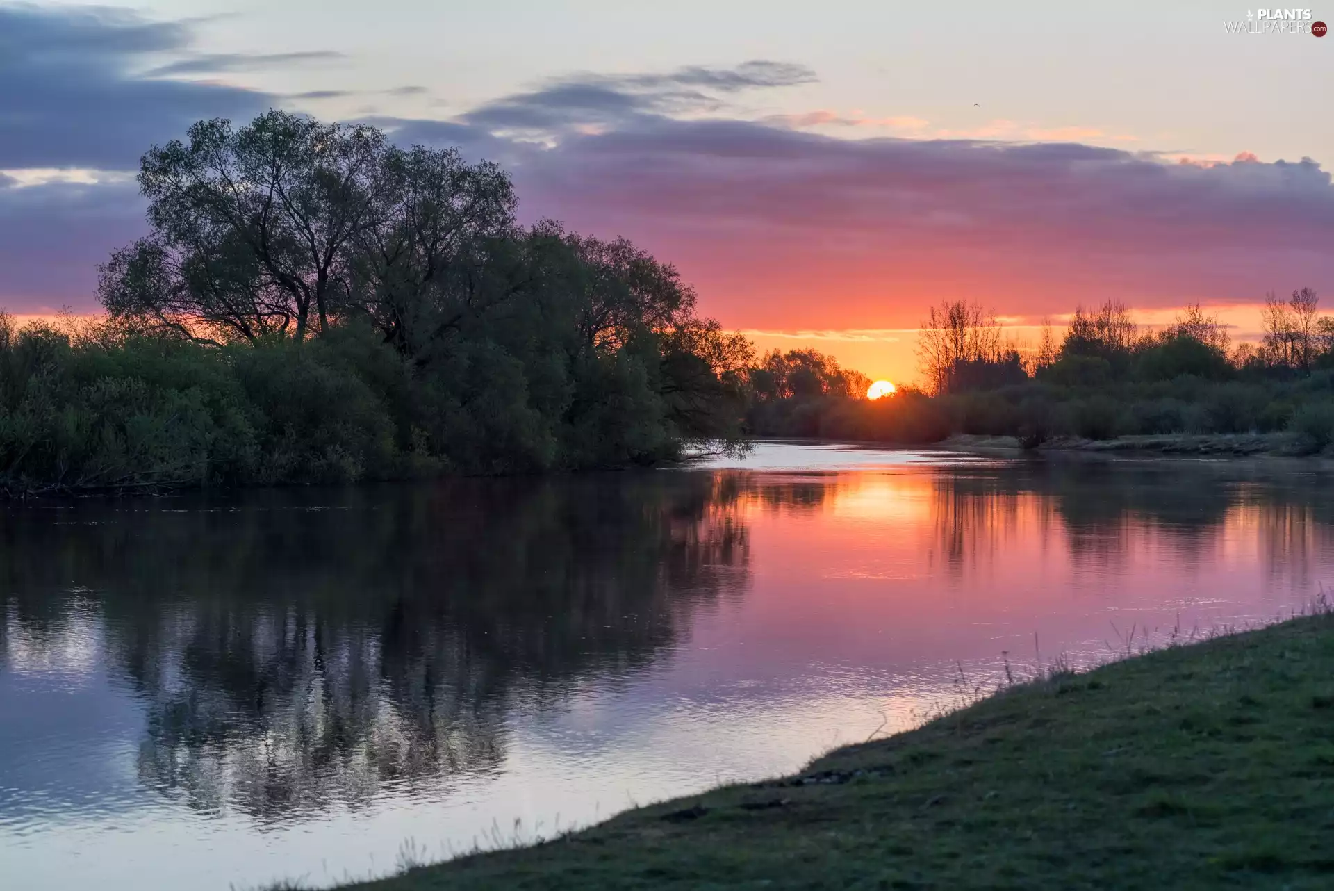 River, Bush, viewes, Great Sunsets, trees