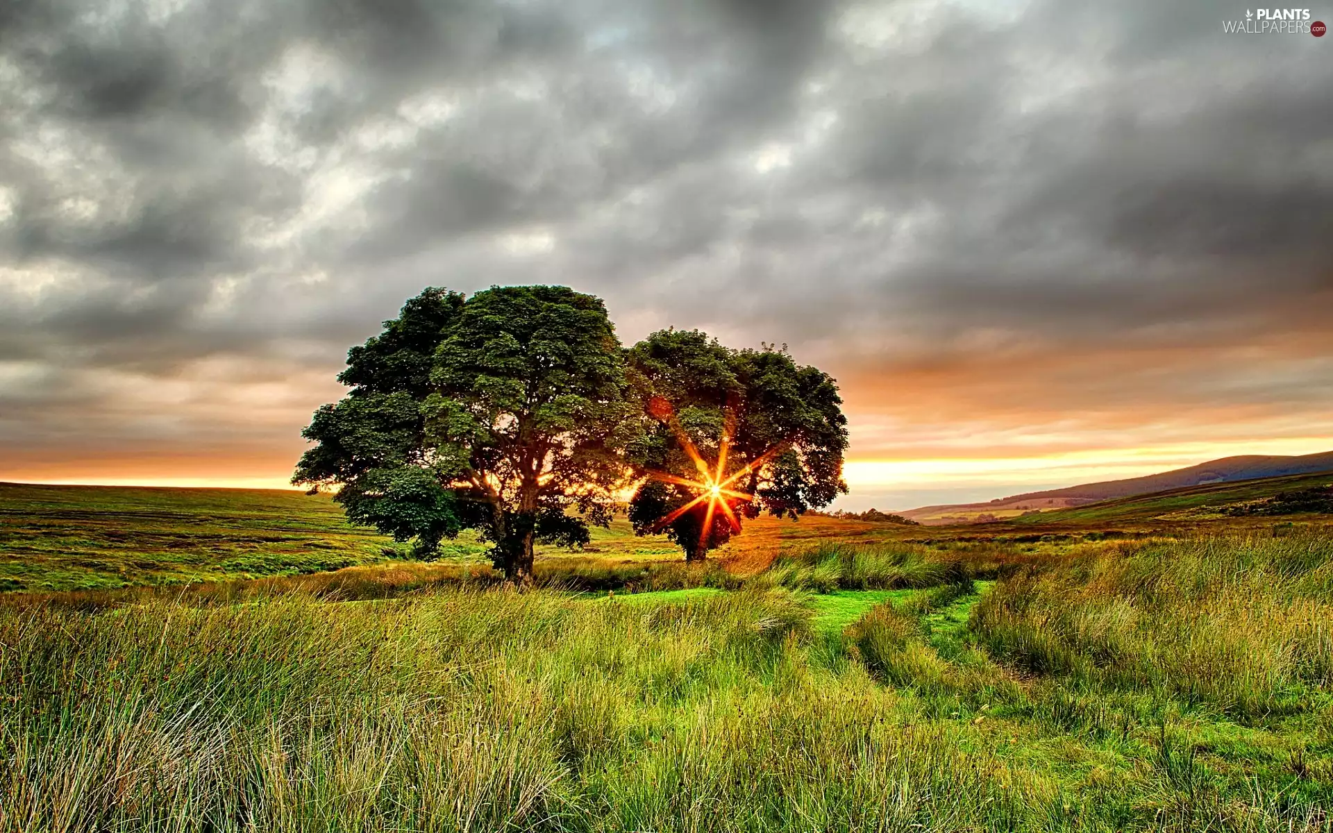 field, Clouds, viewes, Great Sunsets, trees, Sky