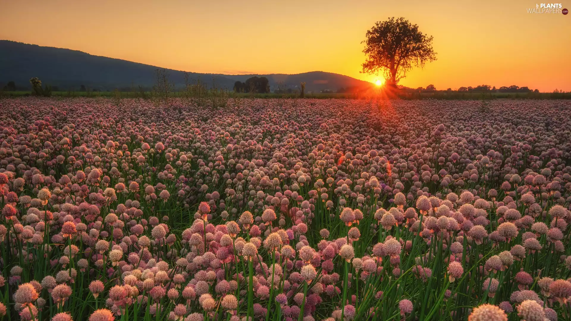 chive, Field, viewes, Great Sunsets, trees, flower
